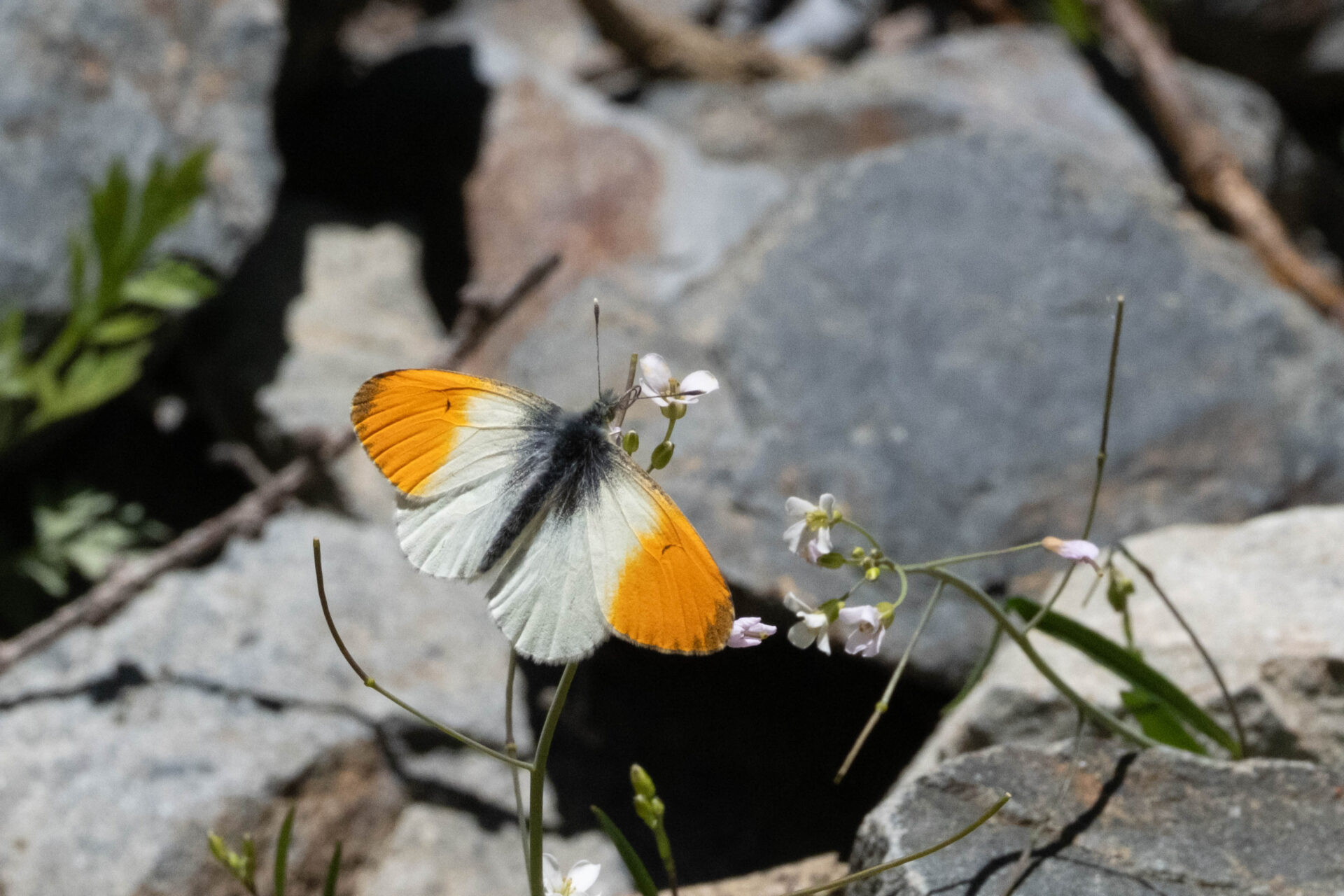 フォトギャラリー：クモマツマキチョウ