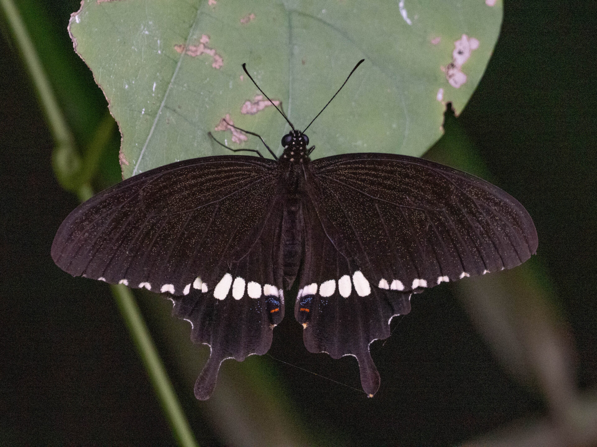 フォトギャラリー：シロオビアゲハ - (1)