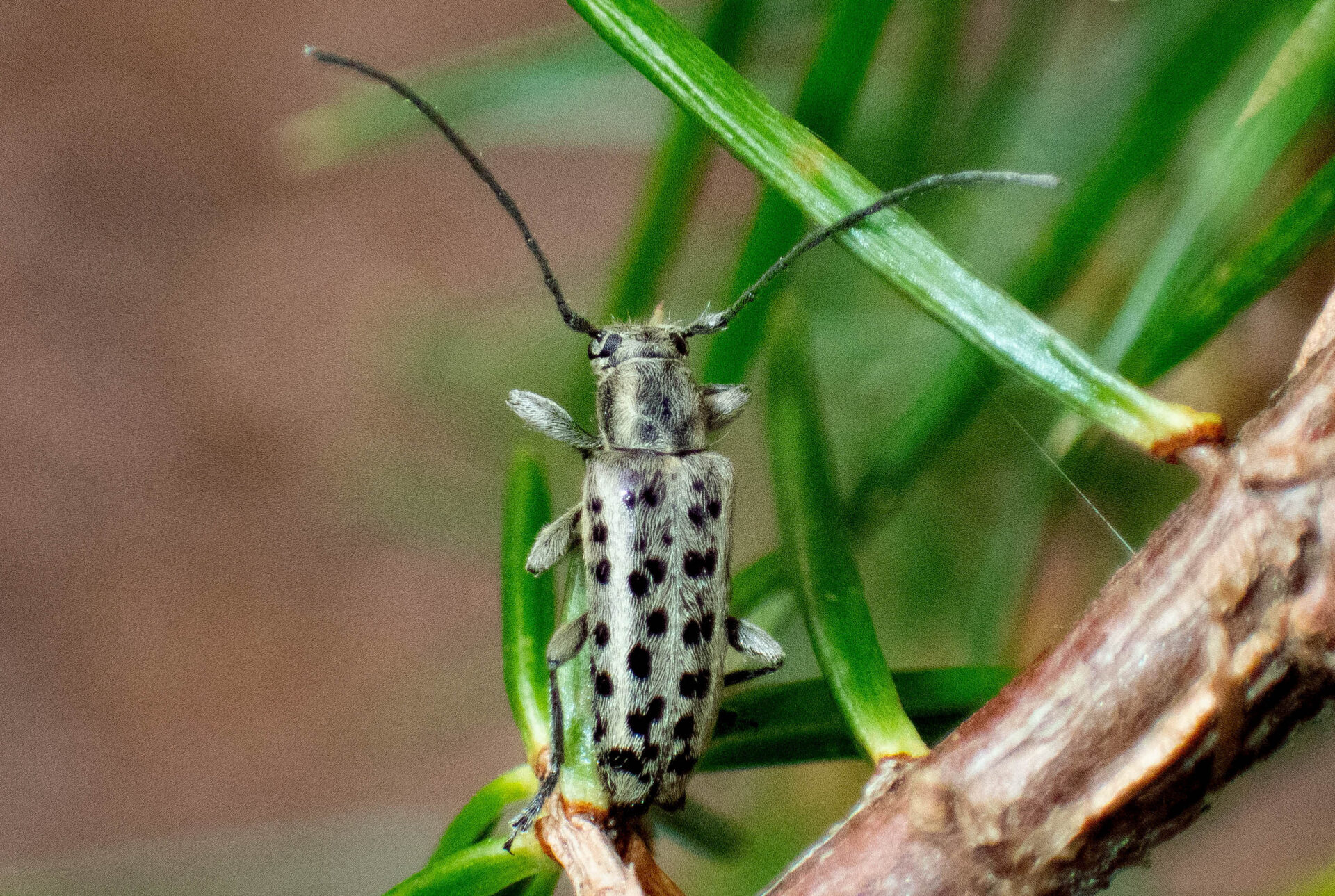 フォトギャラリー：ケブカマルクビカミキリ