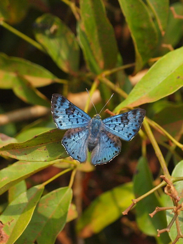 フォトギャラリー：ラサイアシジミタテハ; Black-spotted Bluemark, Lasaia agesilas esmeraida