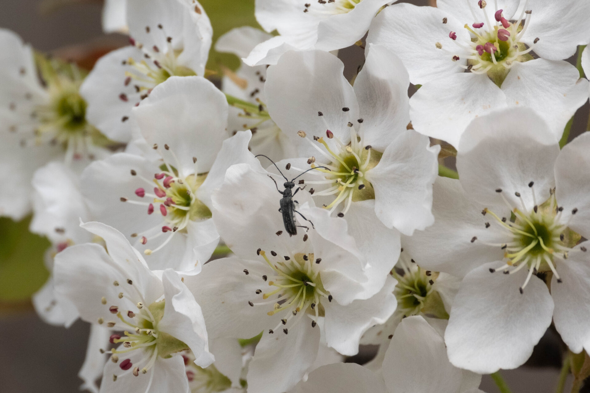フォトギャラリー：ミヤマルリハナカミキリ - (2)
