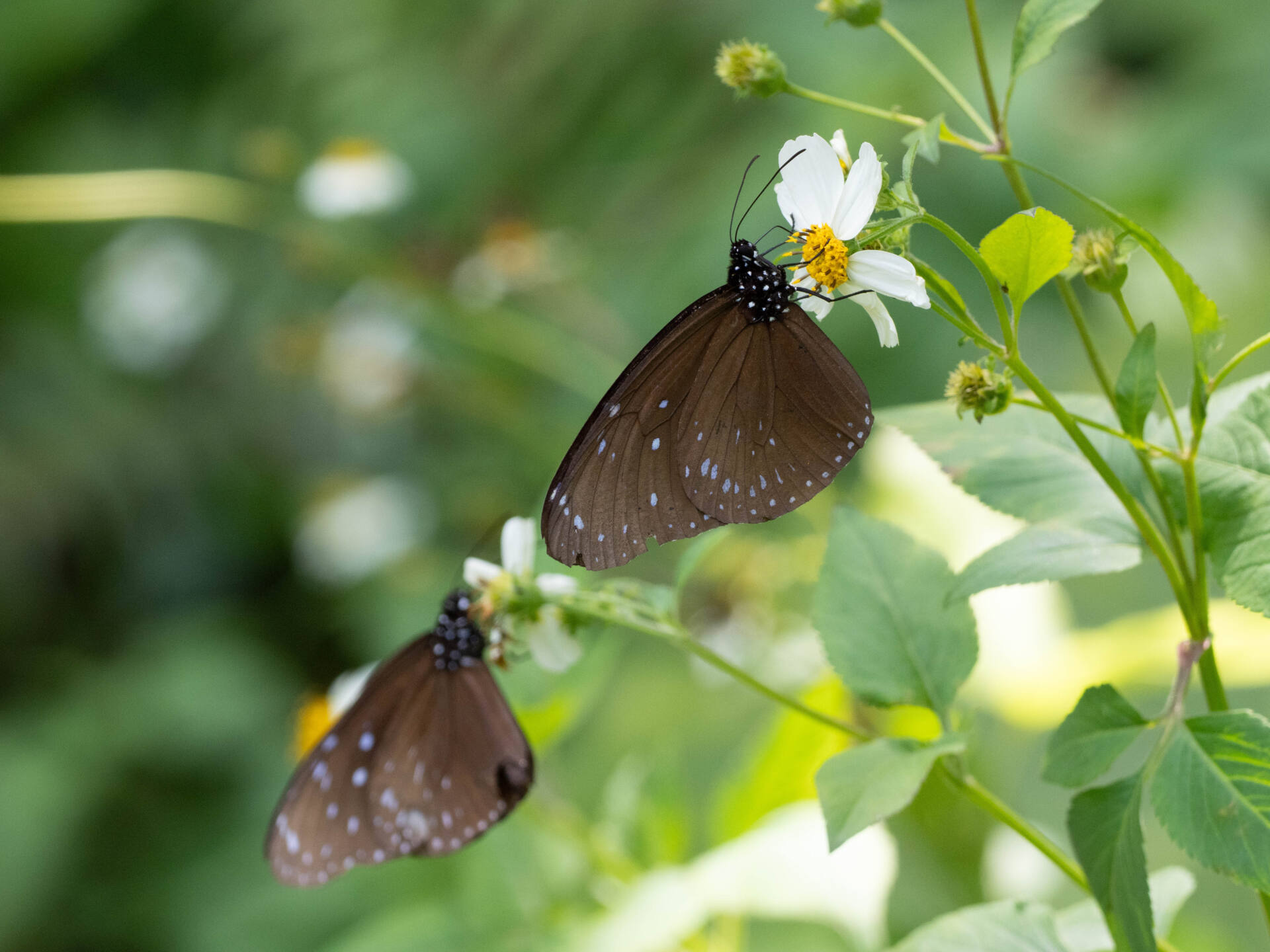 フォトギャラリー：ツマムラサキマダラ - (2)