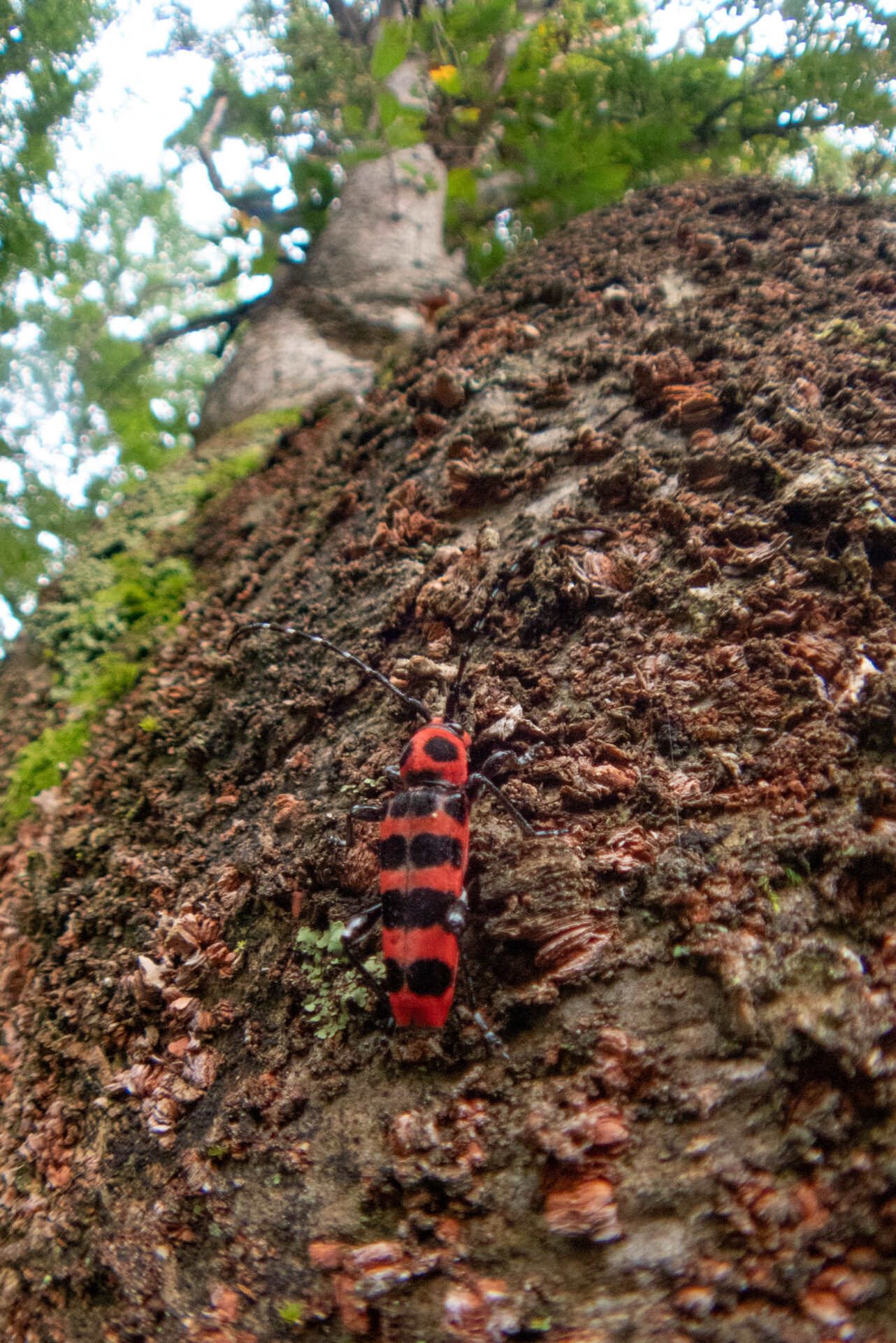 フォトギャラリー：アカジマトラカミキリ - (2)