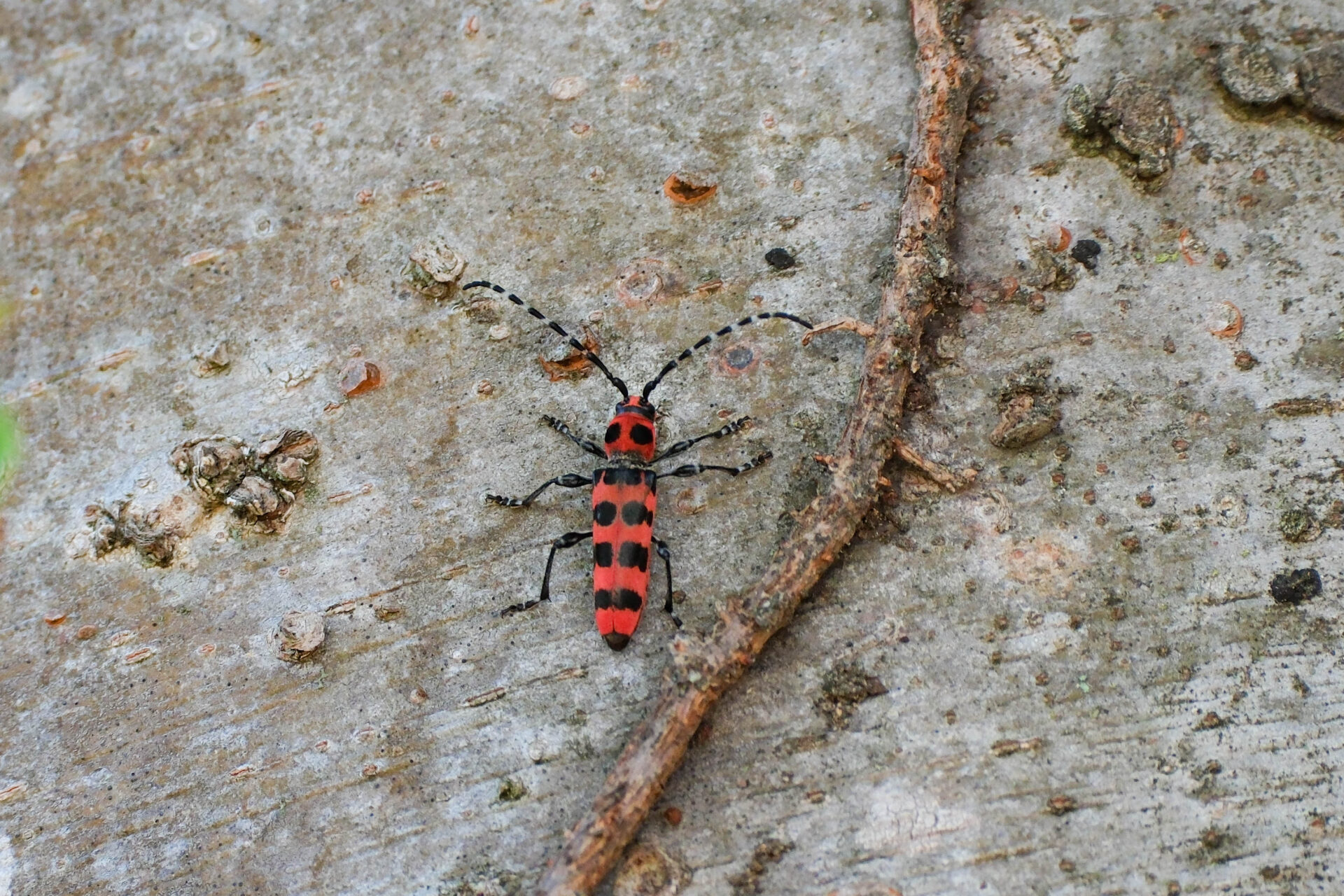 フォトギャラリー：アカジマトラカミキリ - (3)