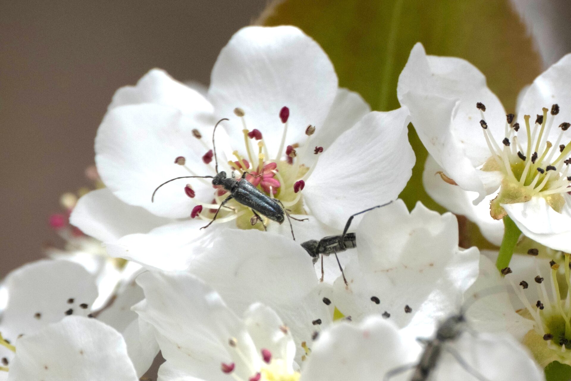 フォトギャラリー：ミヤマルリハナカミキリ - (3)