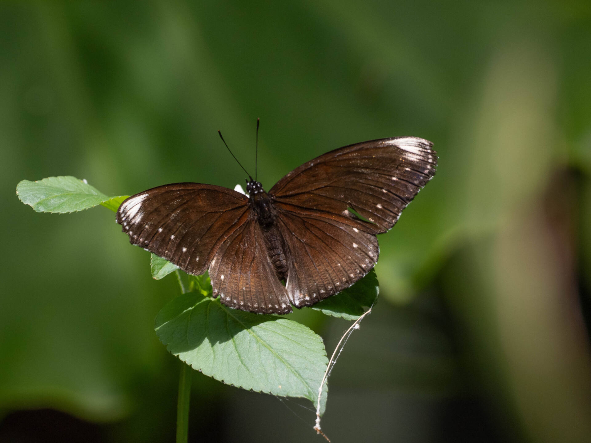 ヤエヤマムラサキページ背景画像