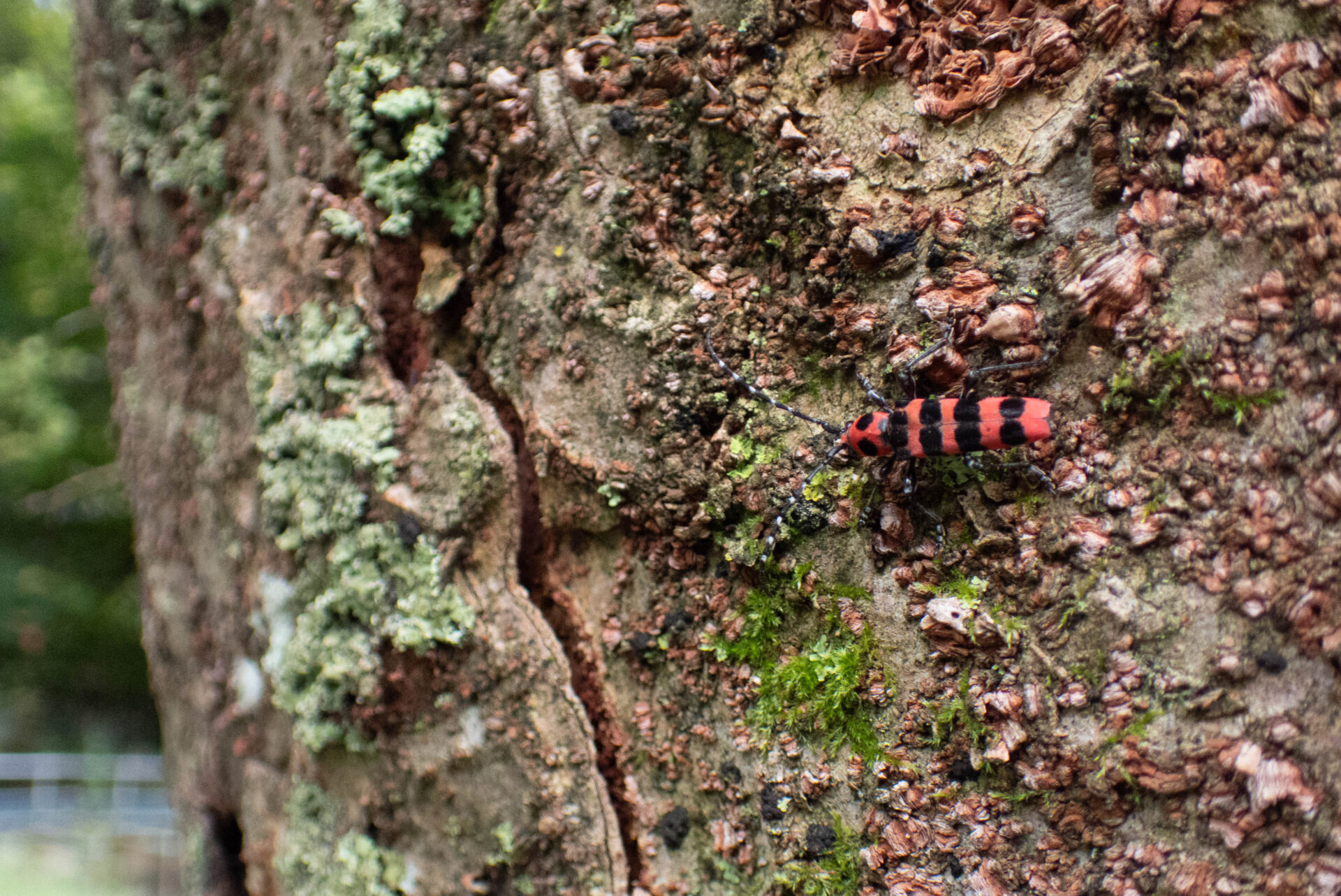 フォトギャラリー：アカジマトラカミキリ - (4)