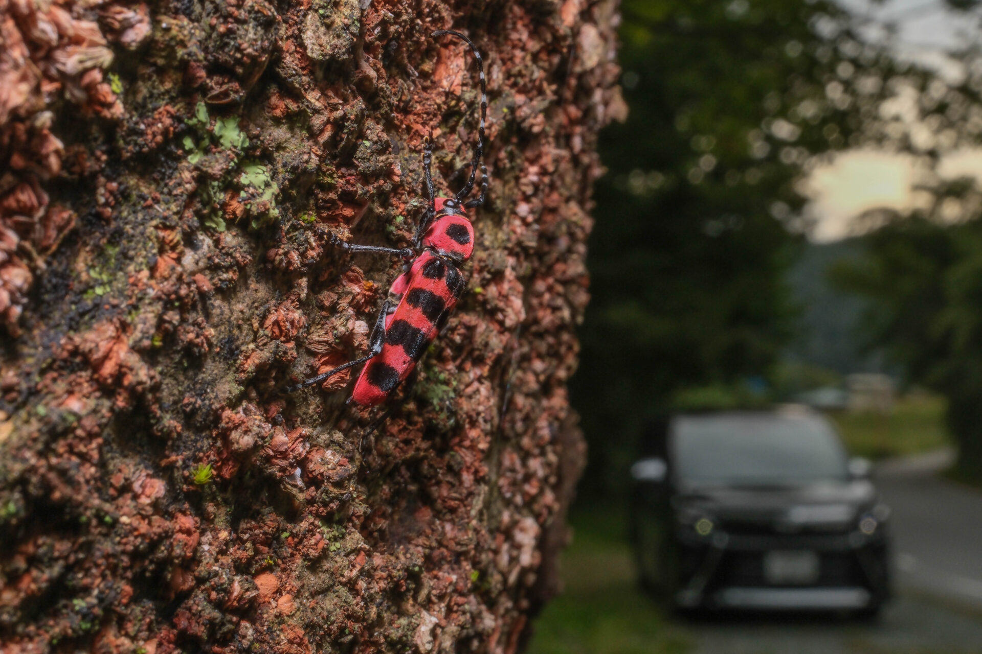 フォトギャラリー：アカジマトラカミキリ - (5)