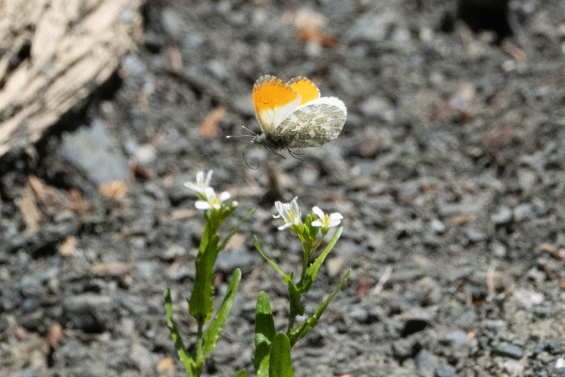 フォトギャラリー：クモマツマキチョウ - (3)