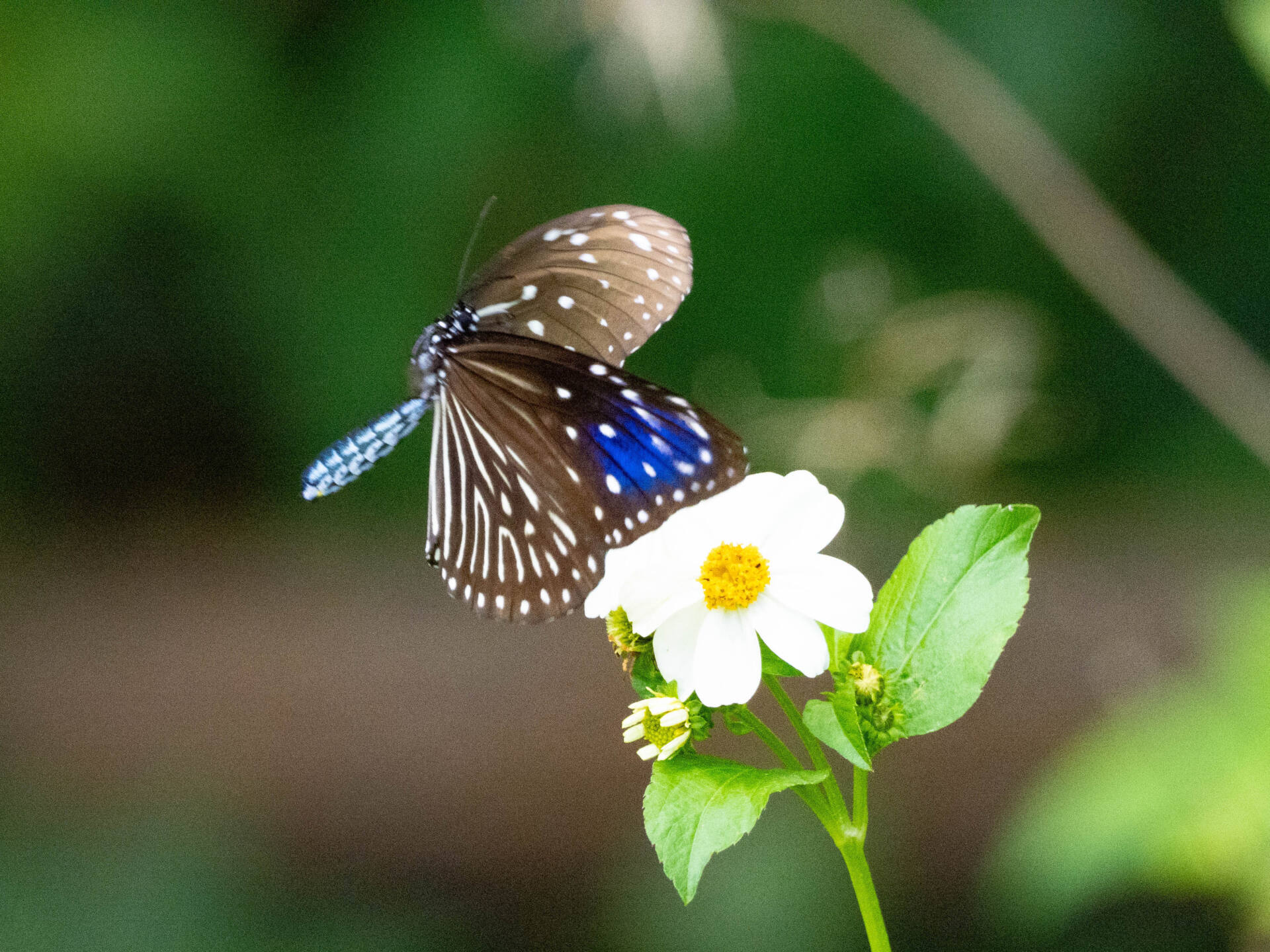 フォトギャラリー：ツマムラサキマダラ - (1)