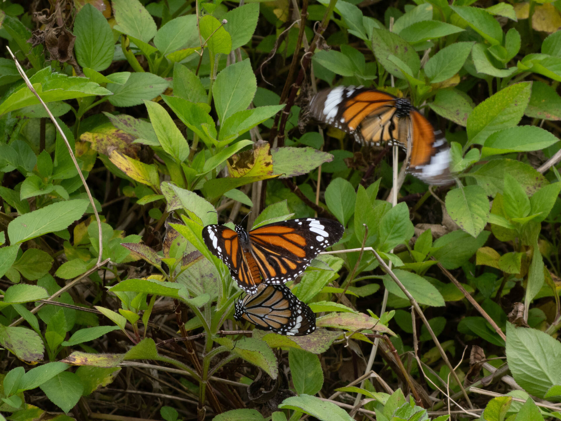 フォトギャラリー：スジグロカバマダラ交尾 - (2)