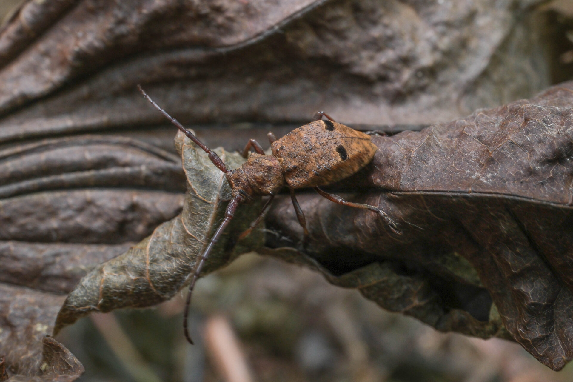 フォトギャラリー：タニグチコブヤハズカミキリ
