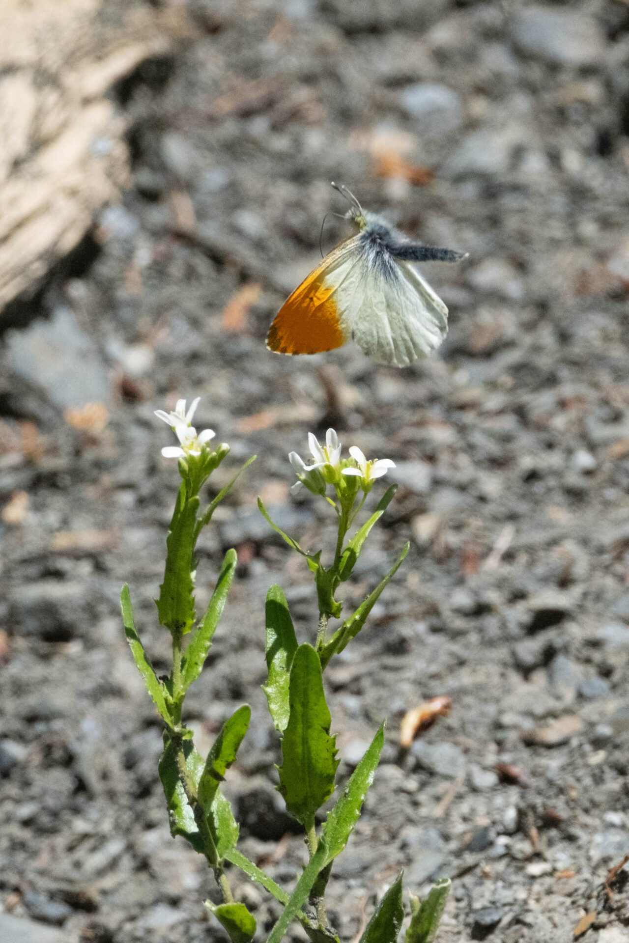 フォトギャラリー：クモマツマキチョウ - (7)