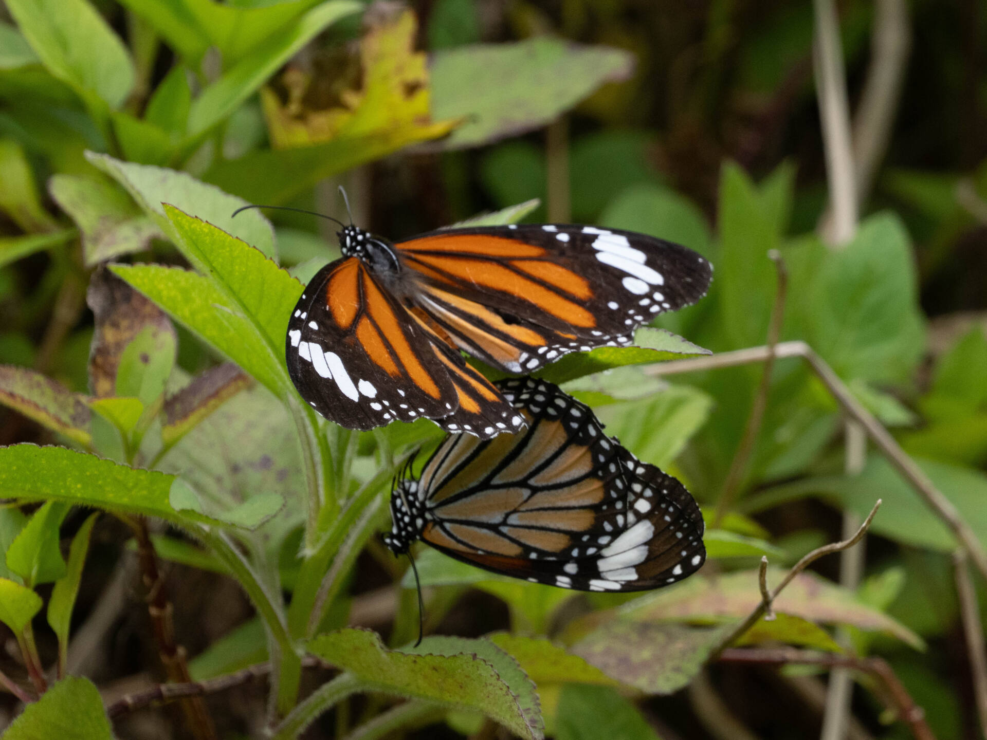 フォトギャラリー：スジグロカバマダラ交尾
