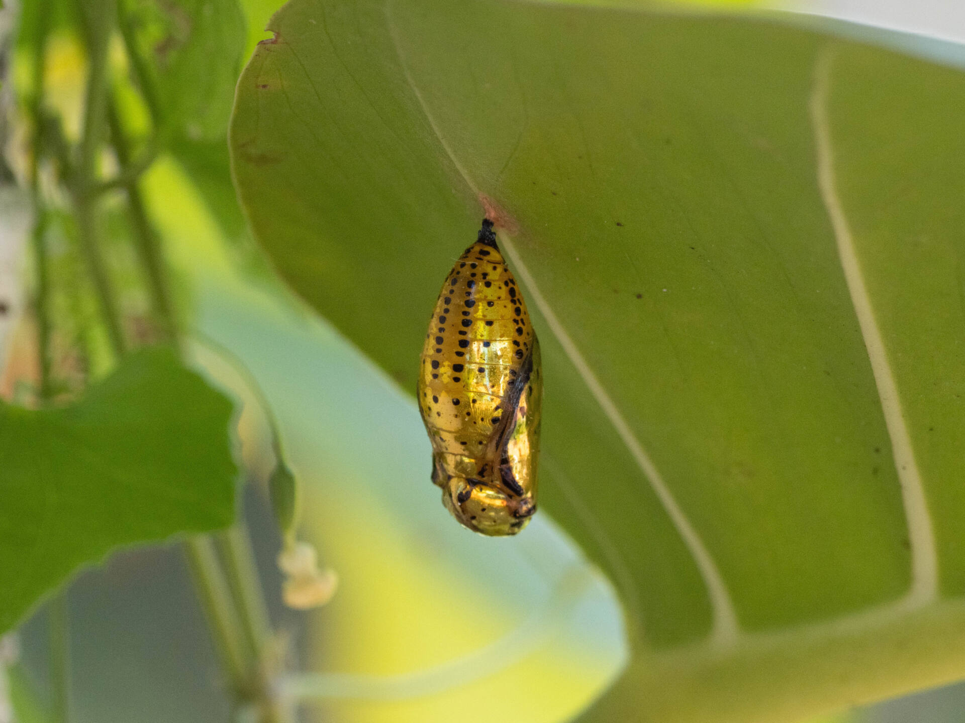 フォトギャラリー：オオゴマダラ蛹