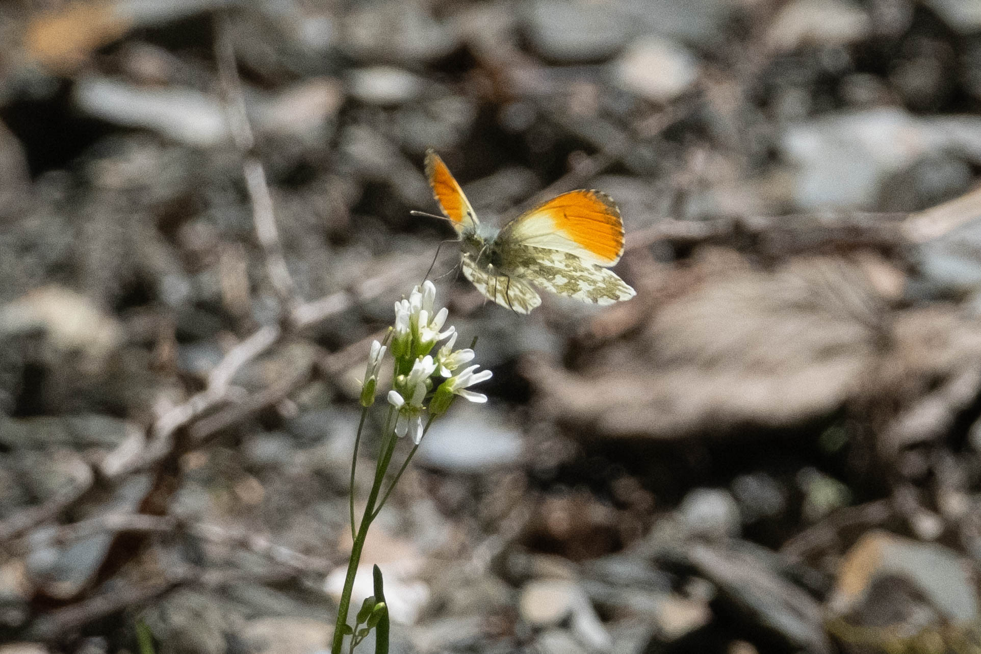 フォトギャラリー：クモマツマキチョウ - (2)