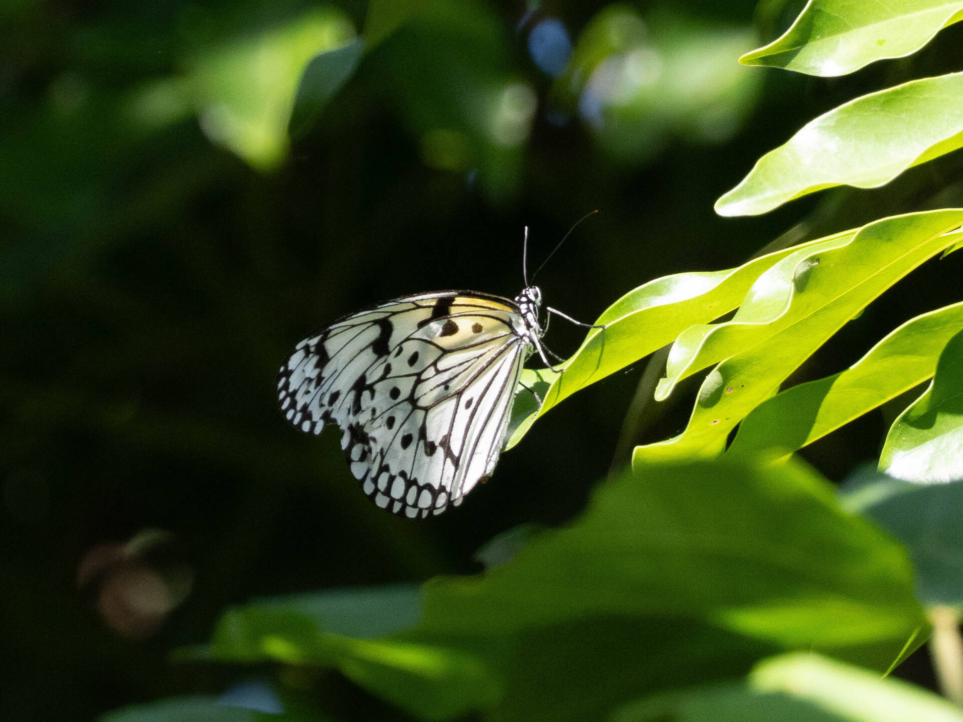 フォトギャラリー：オオゴマダラ蛹 - (2)