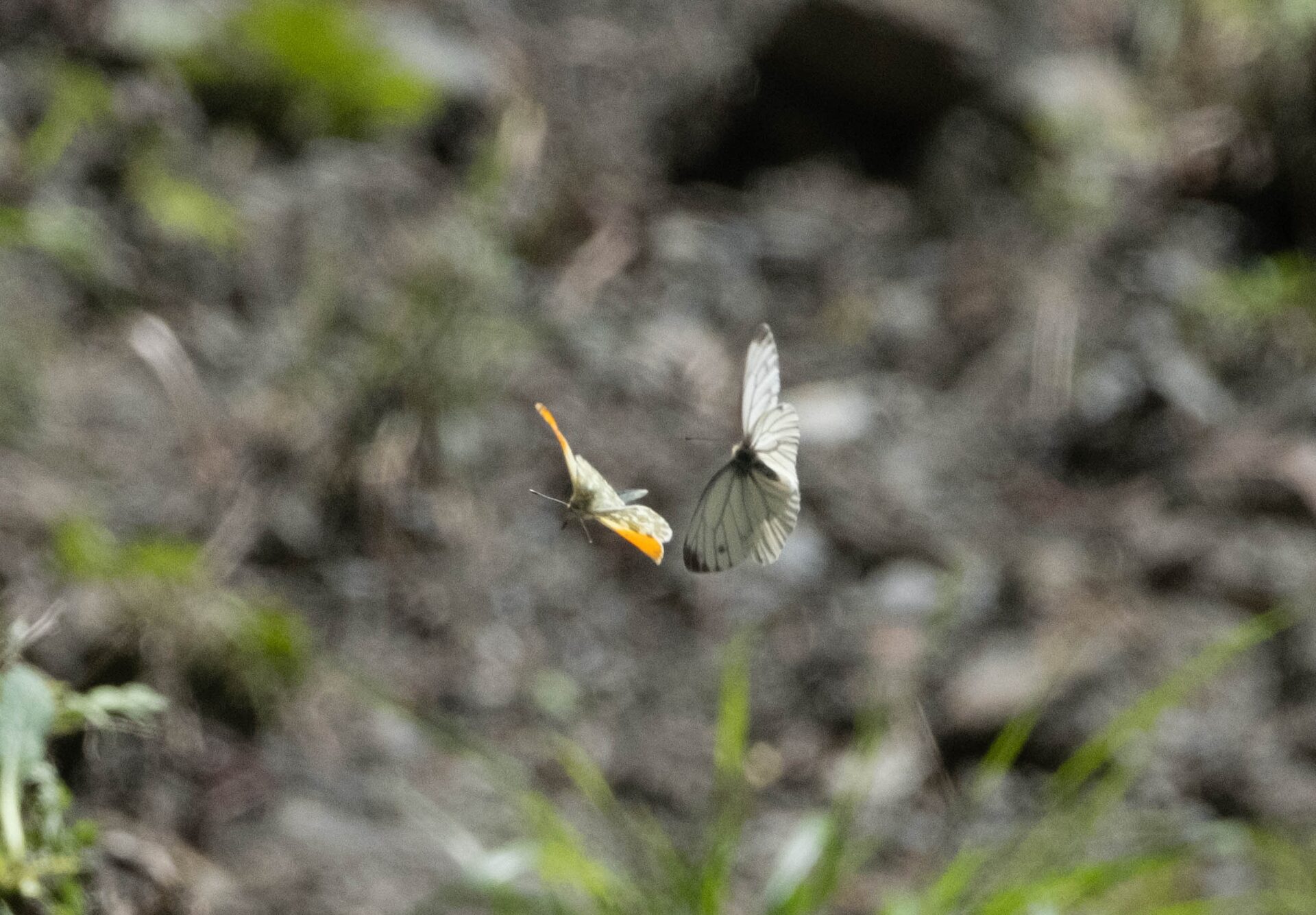 フォトギャラリー：クモマツマキチョウ - (4)