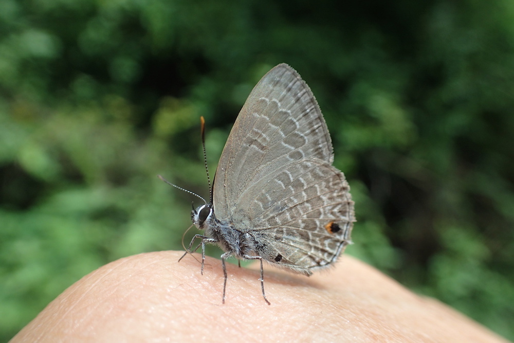 フォトギャラリー：リカエニーナオナシウラナミシジミ- Anthene lycaenina lycambes カッティエン国立公園　2015-07-25