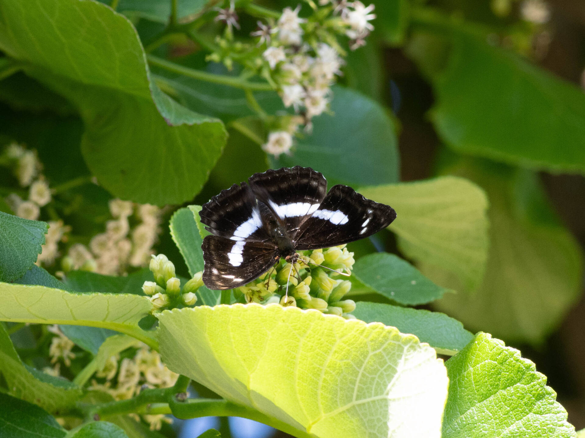 フォトギャラリー：ヤエヤマイチモンジ