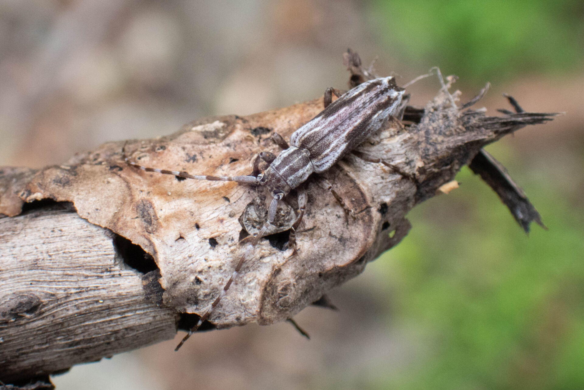 フォトギャラリー：ドイカミキリ