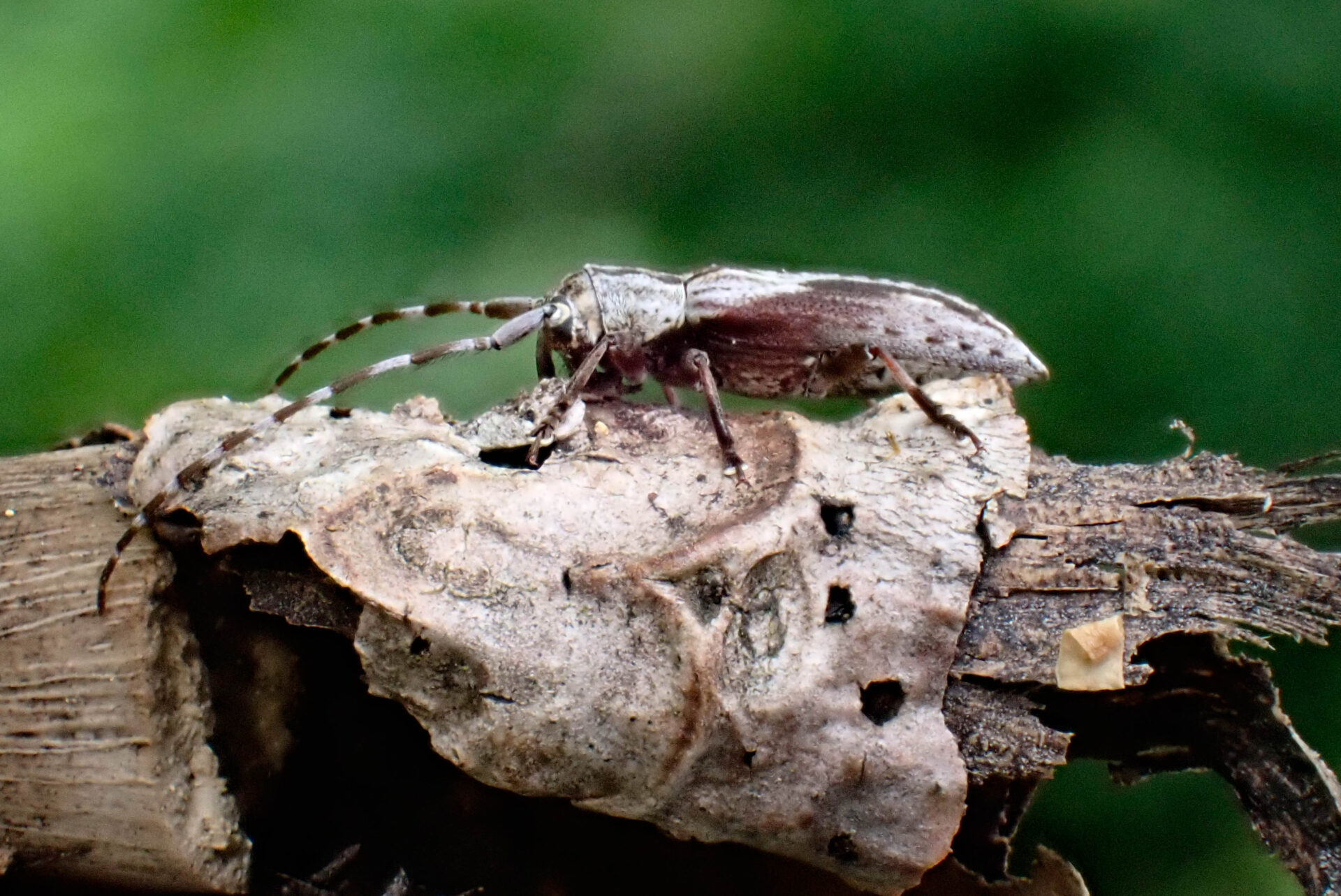 フォトギャラリー：ドイカミキリ - (3)