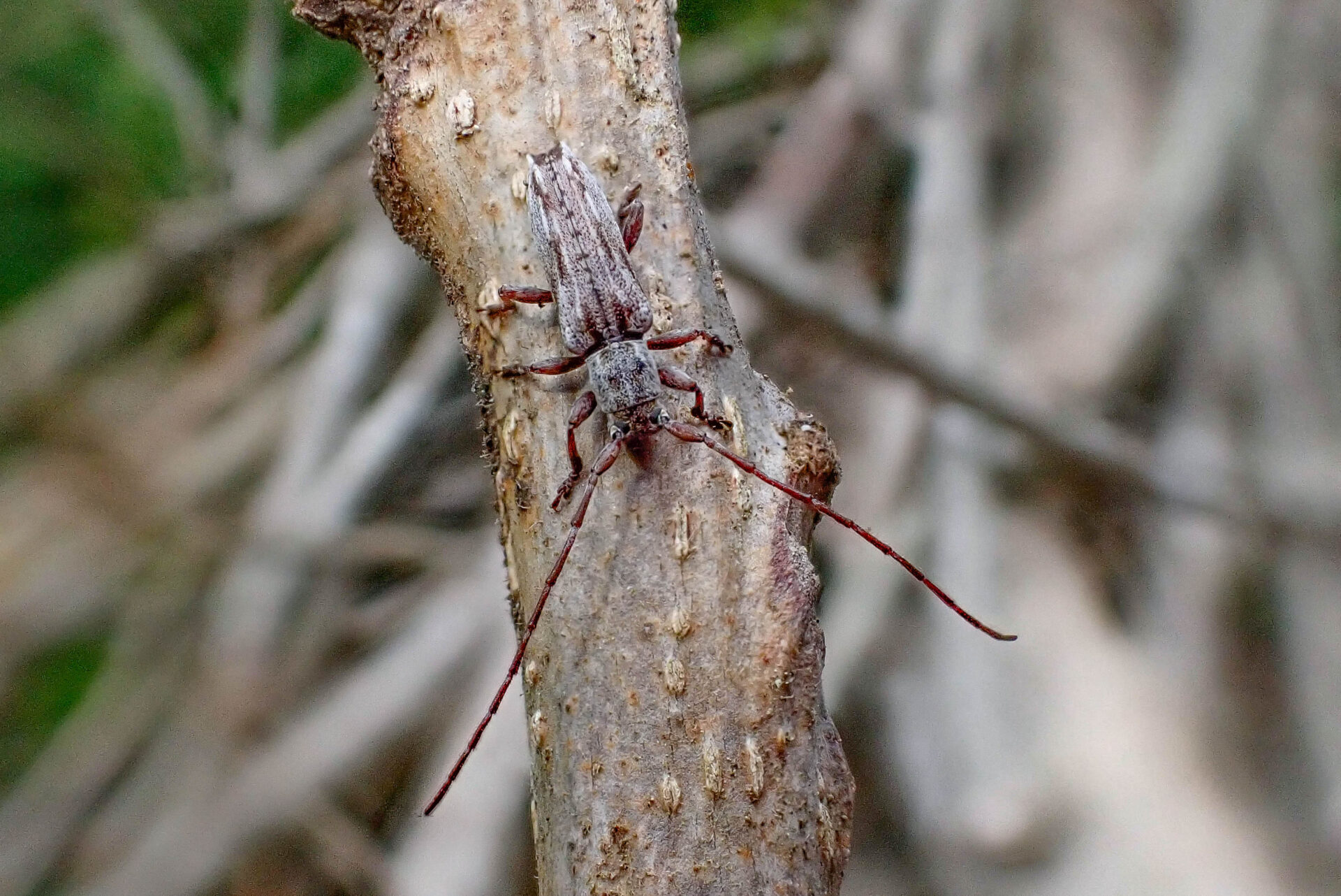 フォトギャラリー：ドイカミキリ - (2)