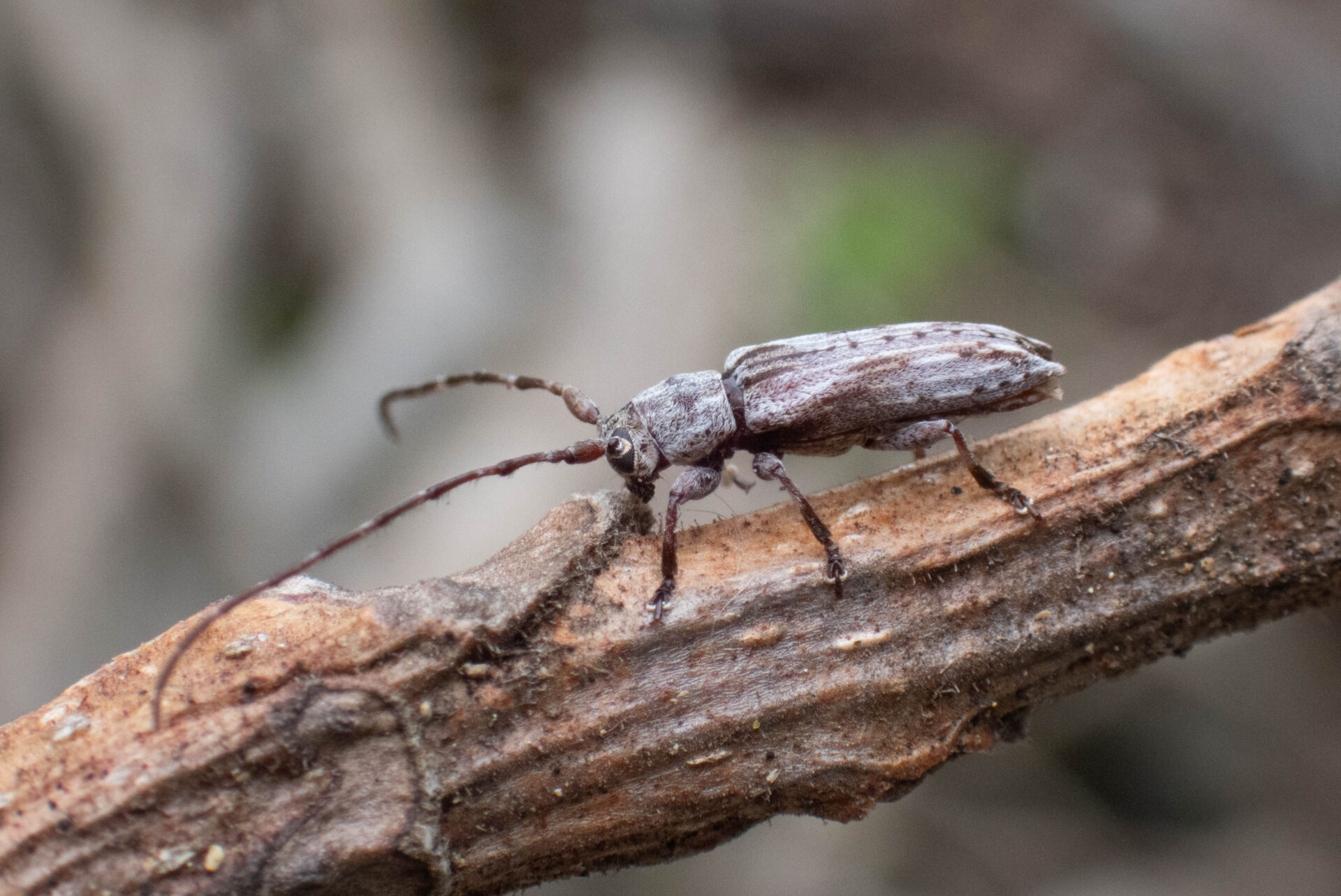 フォトギャラリー：ドイカミキリ - (4)
