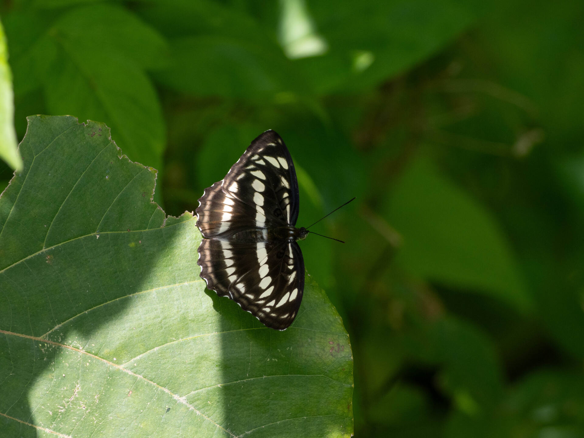 フォトギャラリー：シロミスジ - (1)