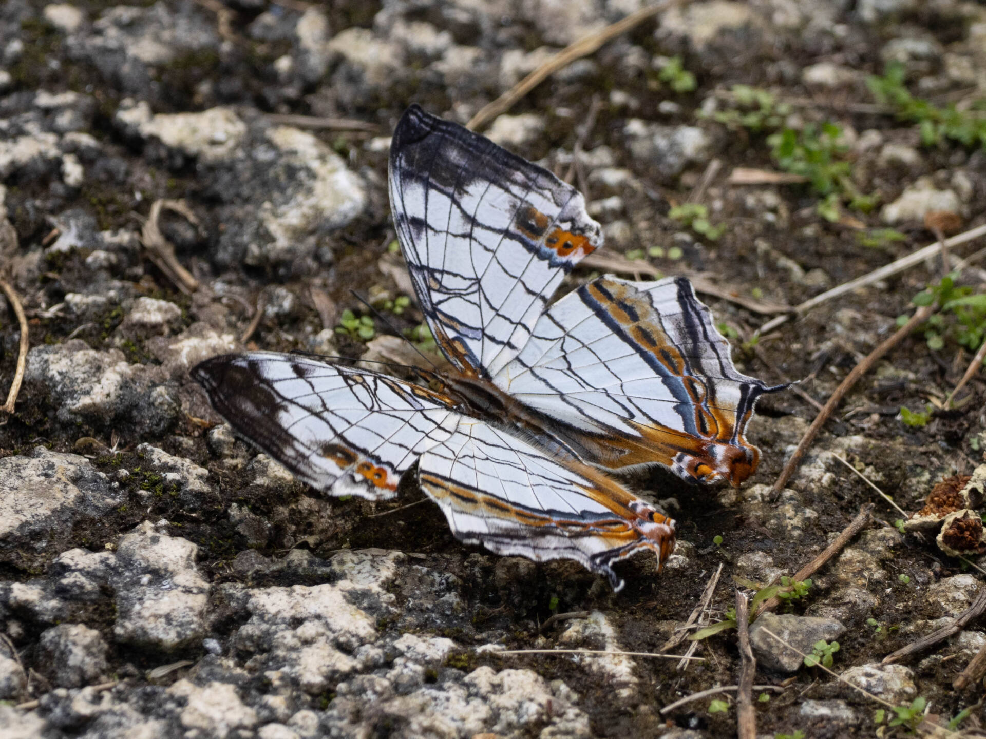 フォトギャラリー：イシガケチョウ - (1)