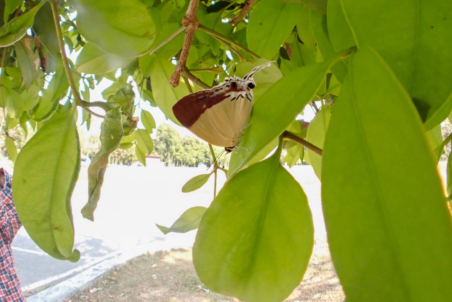 フォトギャラリー：カオヤイ国立公園のチョウたち - (2)