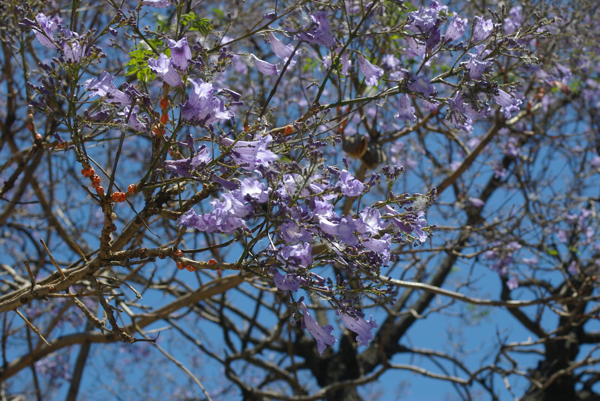 フォトギャラリー：ジャカランタの花