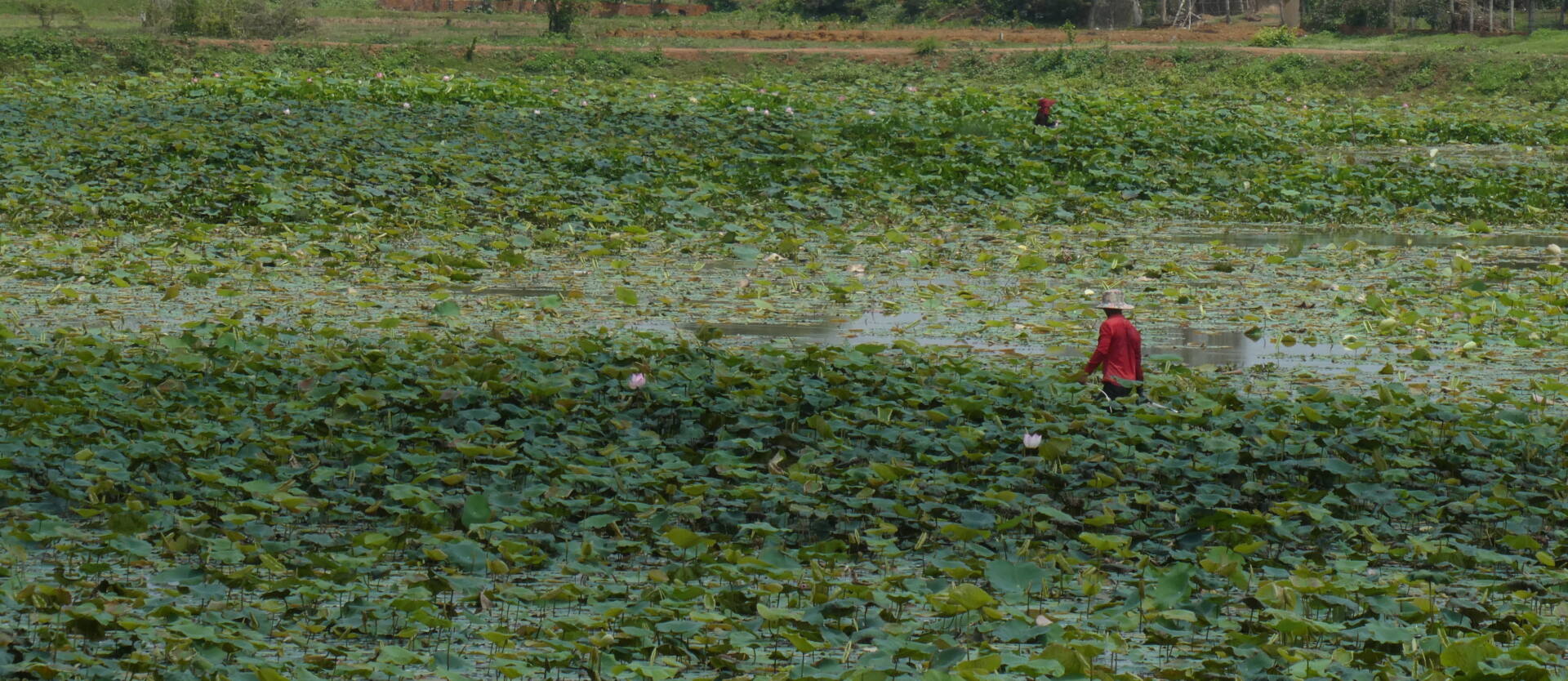 フォトギャラリー：ハス池 in カンボジア
