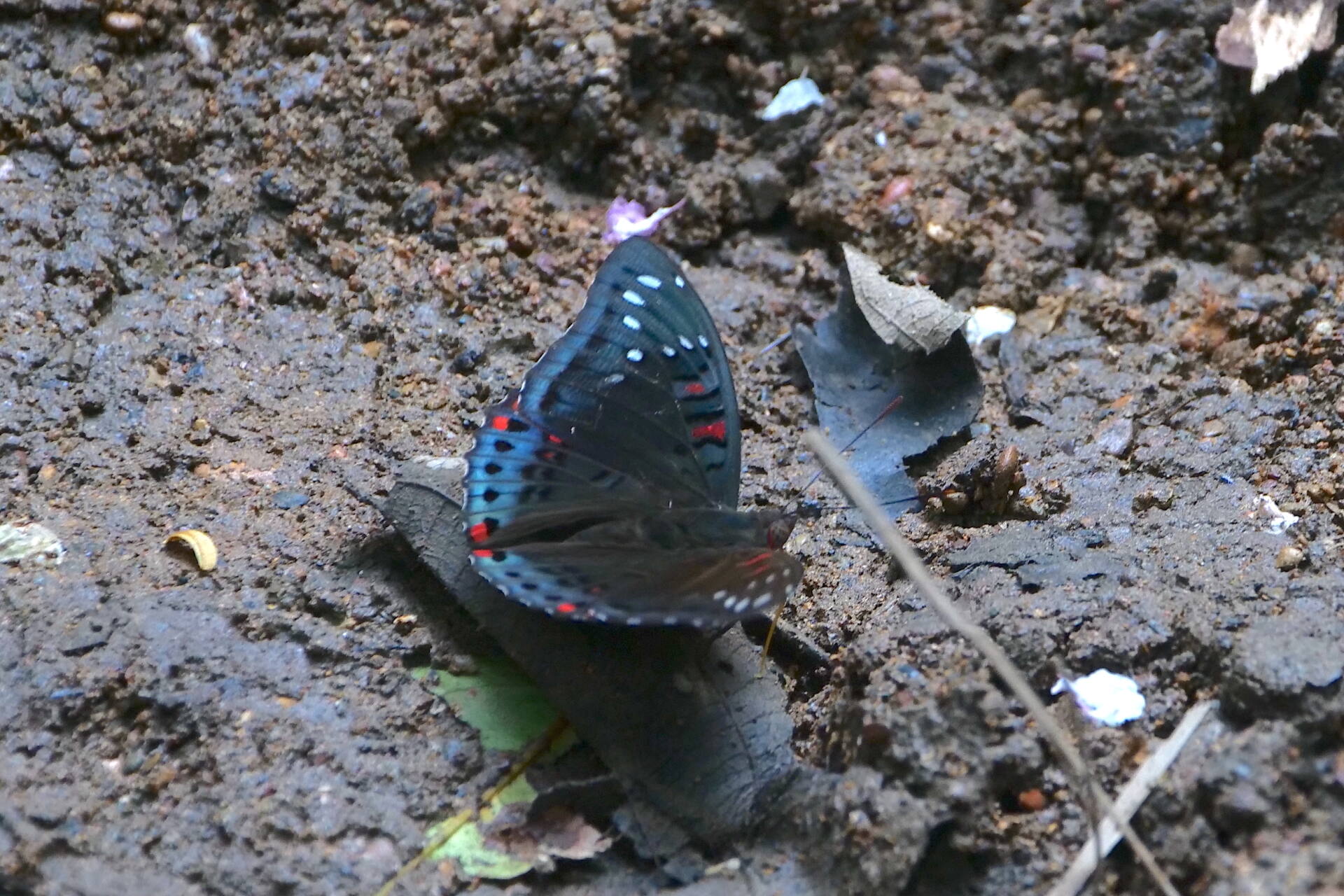 フォトギャラリー：ベニスジイナズマ Euthalia whiteheadi culminicola Fruhstorfer