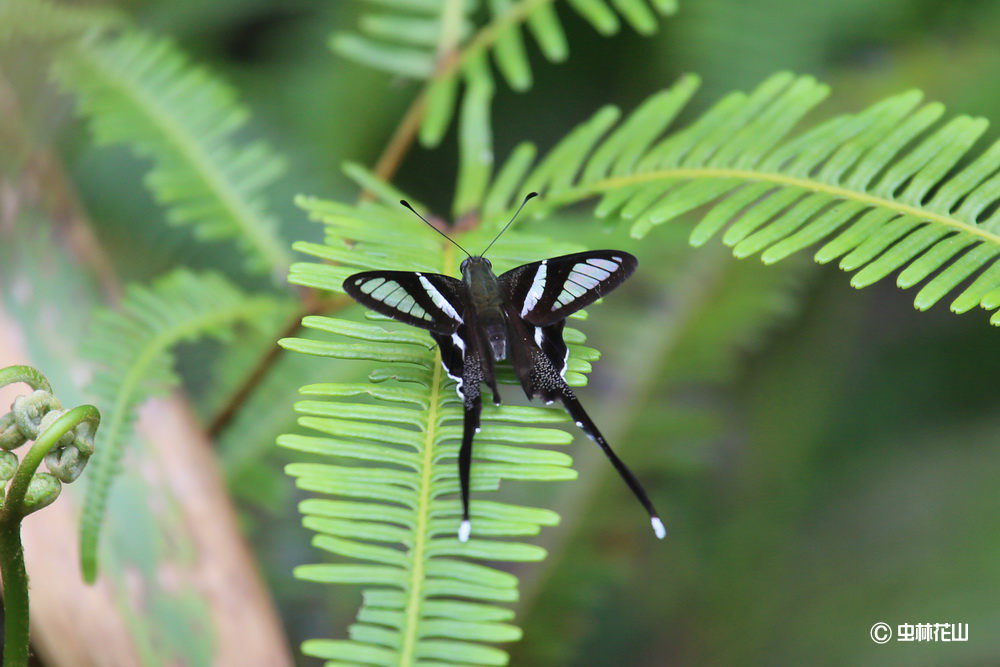 フォトギャラリー：シロスソビキアゲハ Lamproptera curius walkeri  の吸水 - (5)