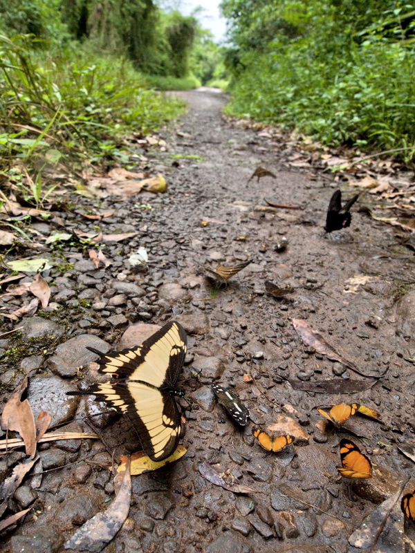 フォトギャラリー：ヒロオビアゲハ; Broad-banded Swallowtail, Papilio astyalus