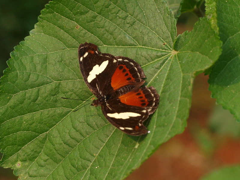 フォトギャラリー：ミツボシタテハ; Catonephele numilia