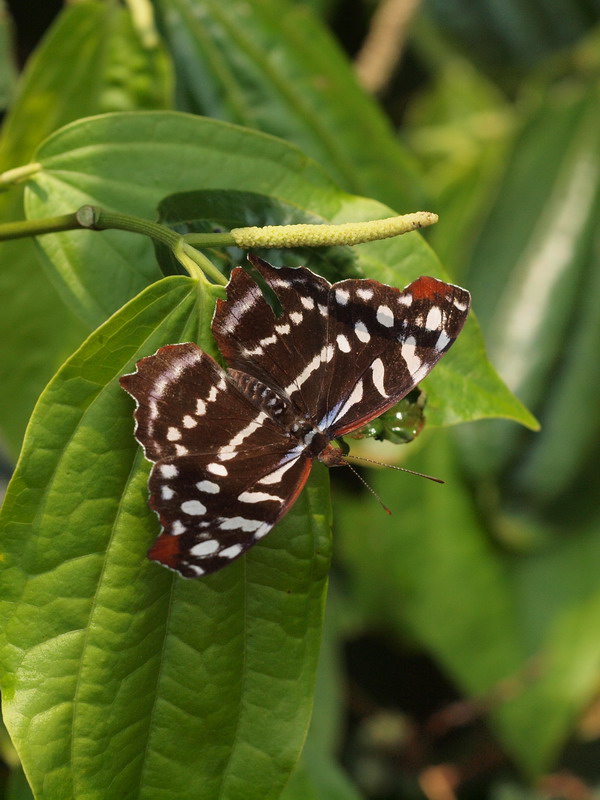 フォトギャラリー：ルリツヤタテハ ; Orsis Bluewing, Myscelia orsis