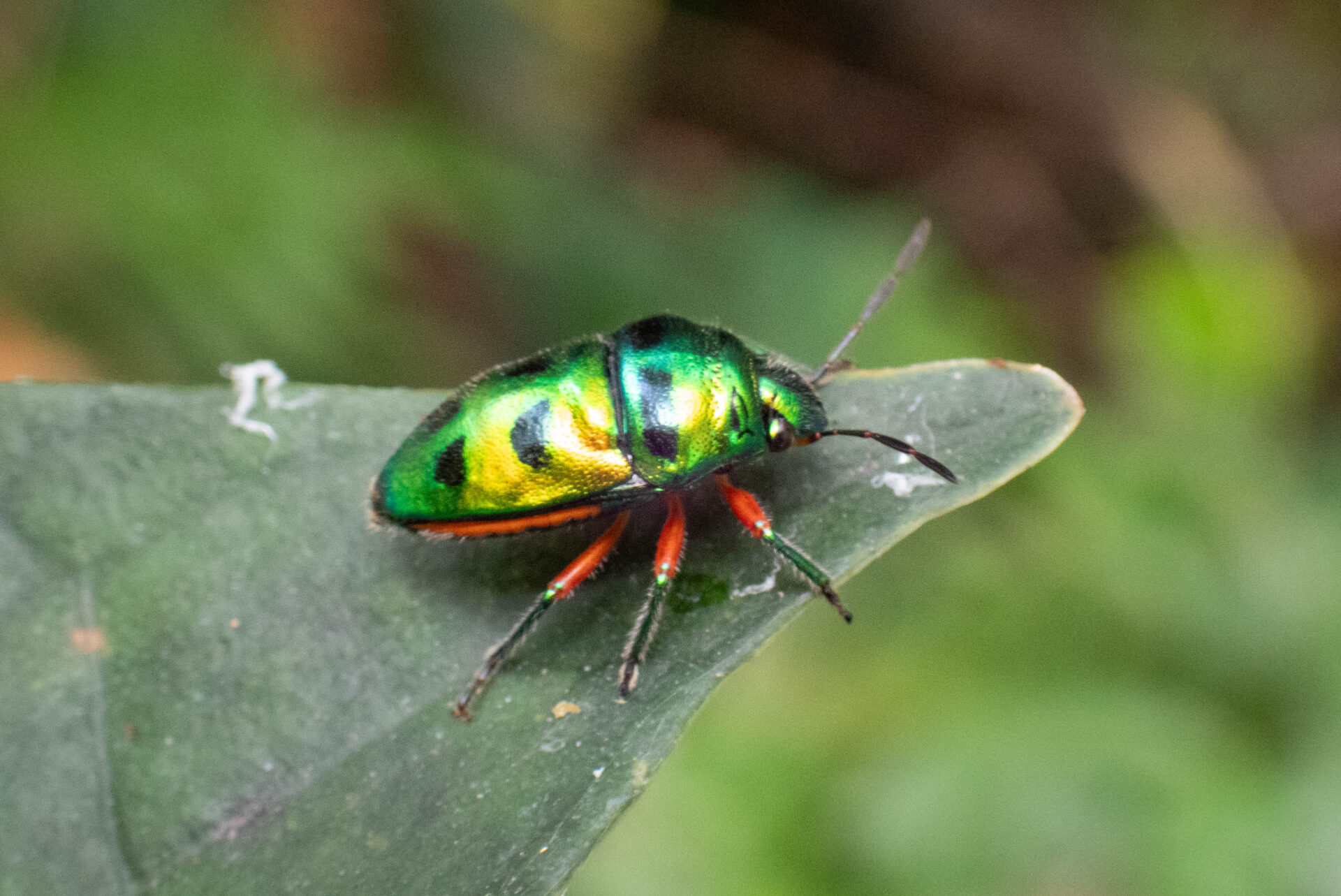 ナナホシキンカメムシページ背景画像