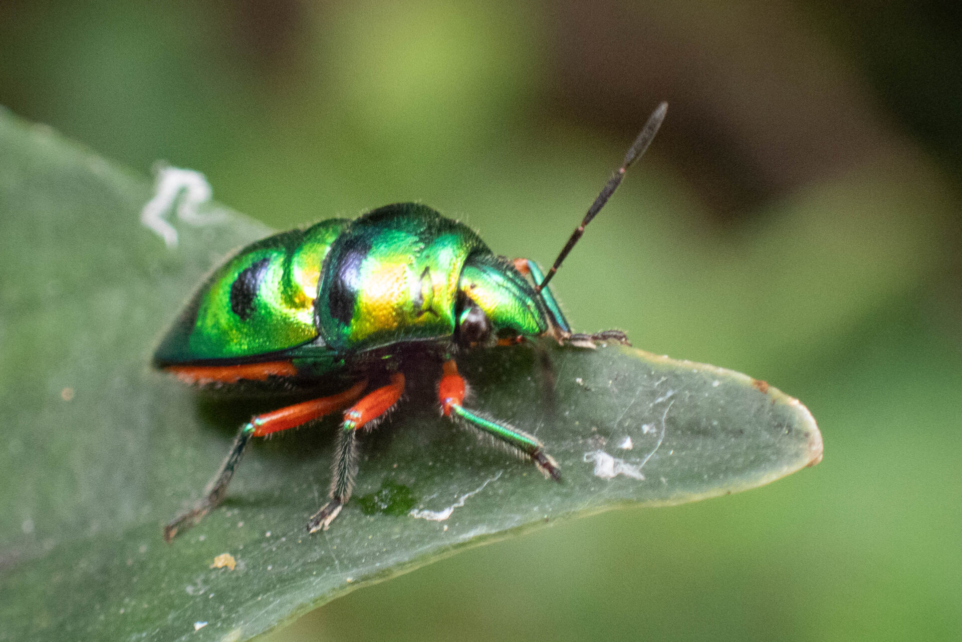 フォトギャラリー：ナナホシキンカメムシ - (6)