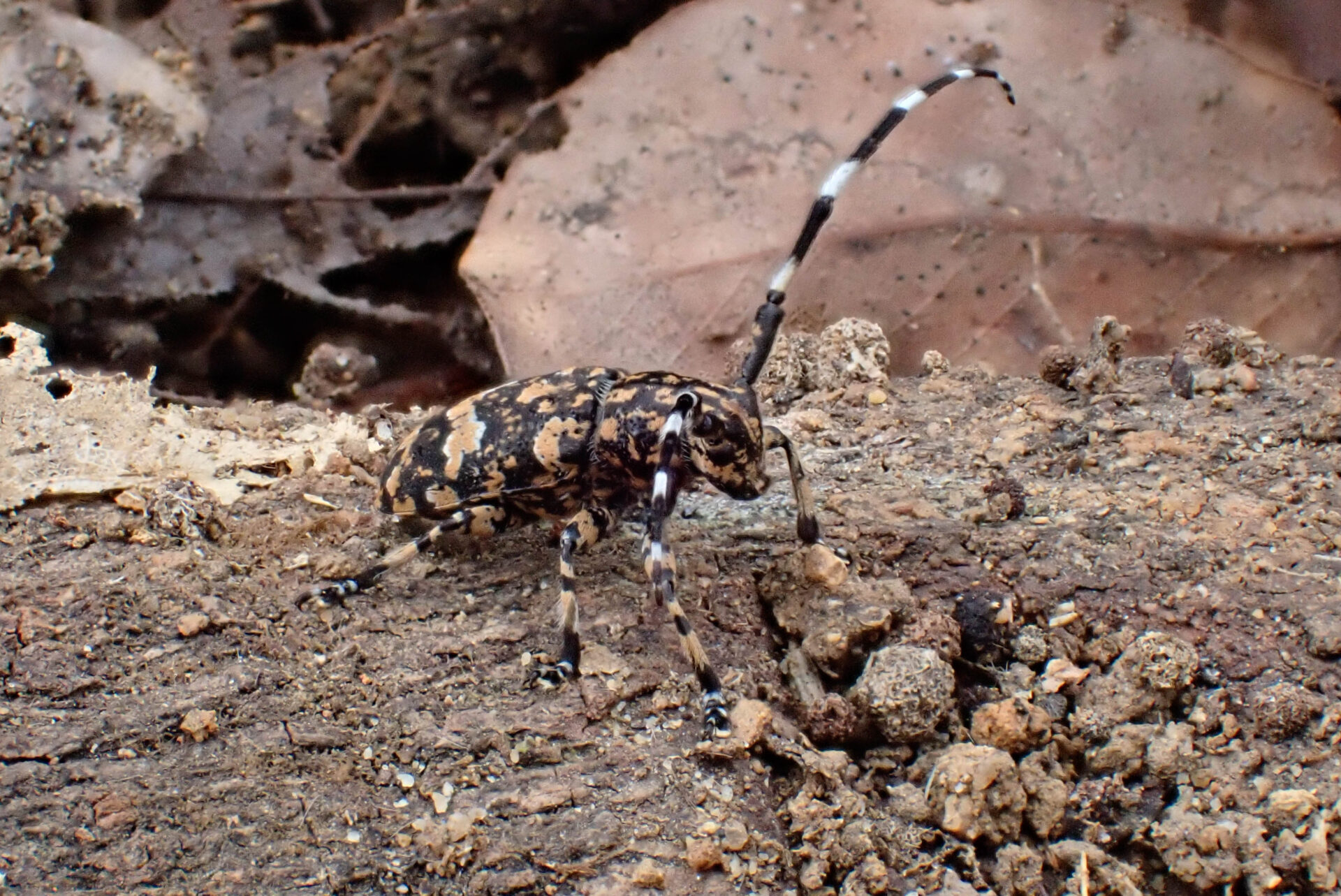 フォトギャラリー：イシガキゴマフカミキリ