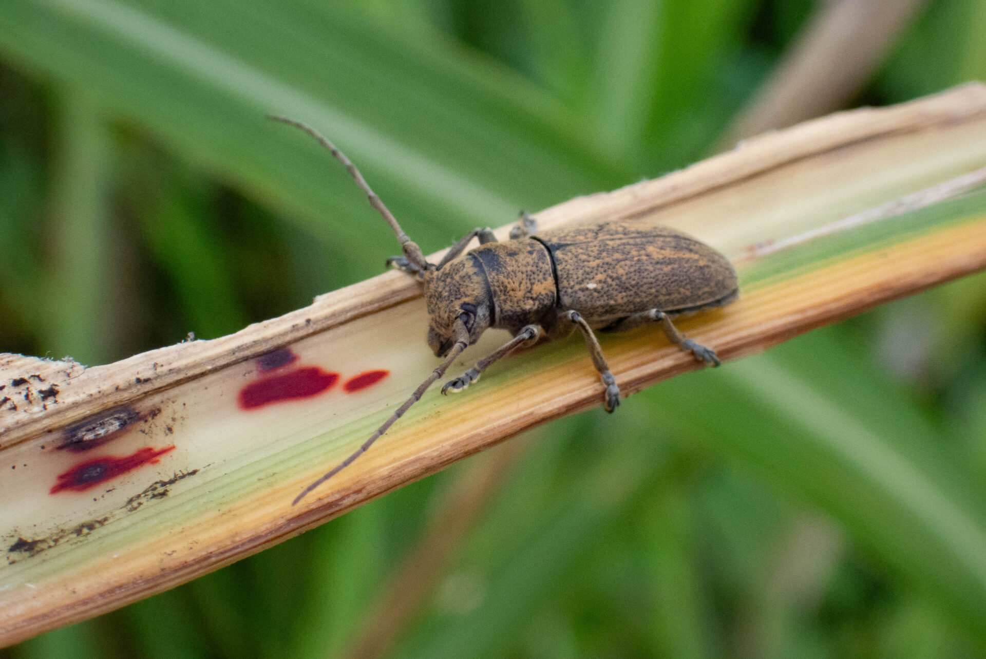 フォトギャラリー：ウスアヤカミキリ