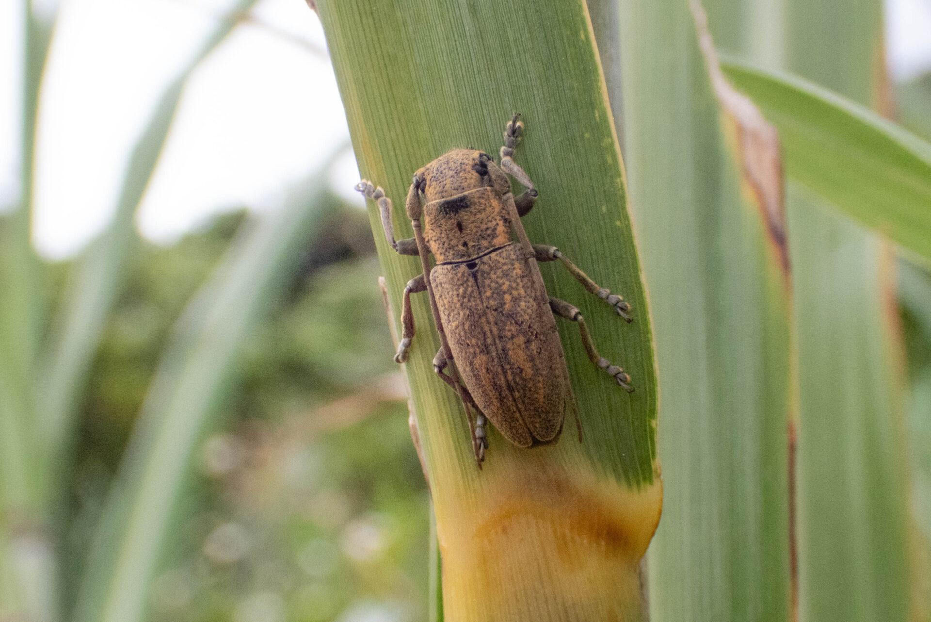 ウスアヤカミキリページ背景画像