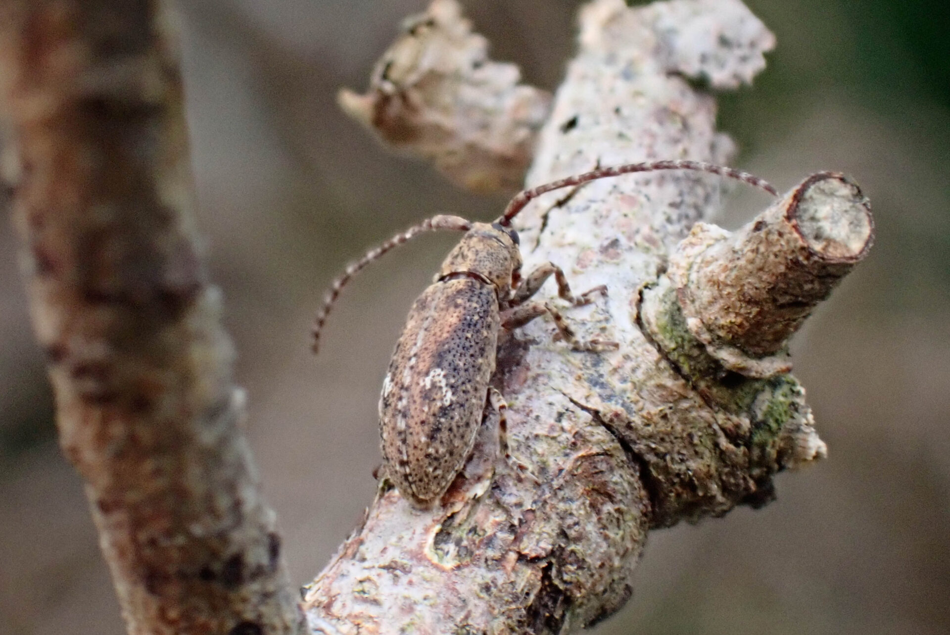 フォトギャラリー：フタホシサビカミキリ - (2)