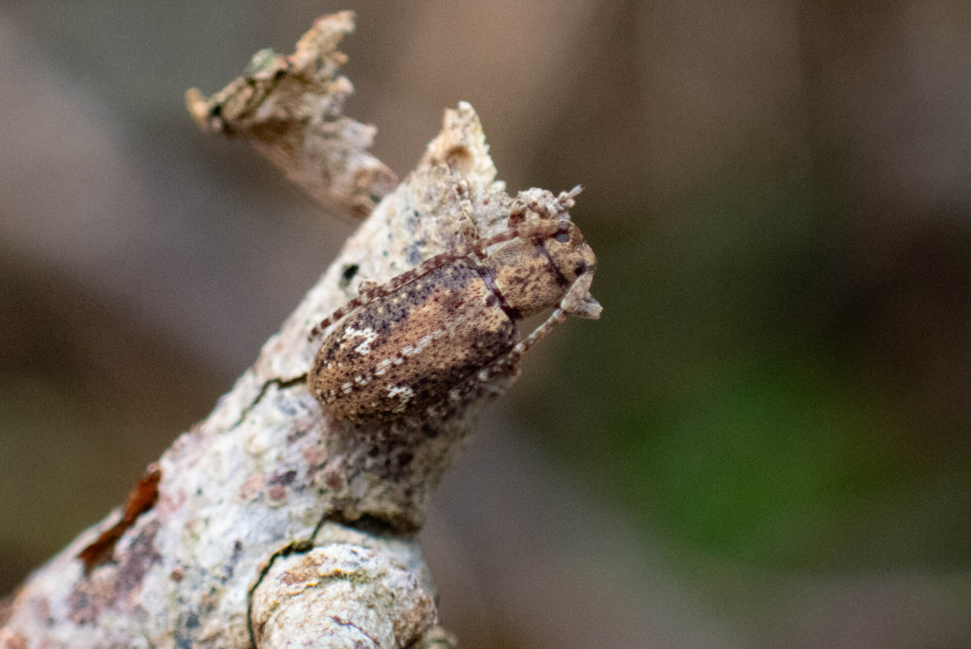 フォトギャラリー：フタホシサビカミキリ