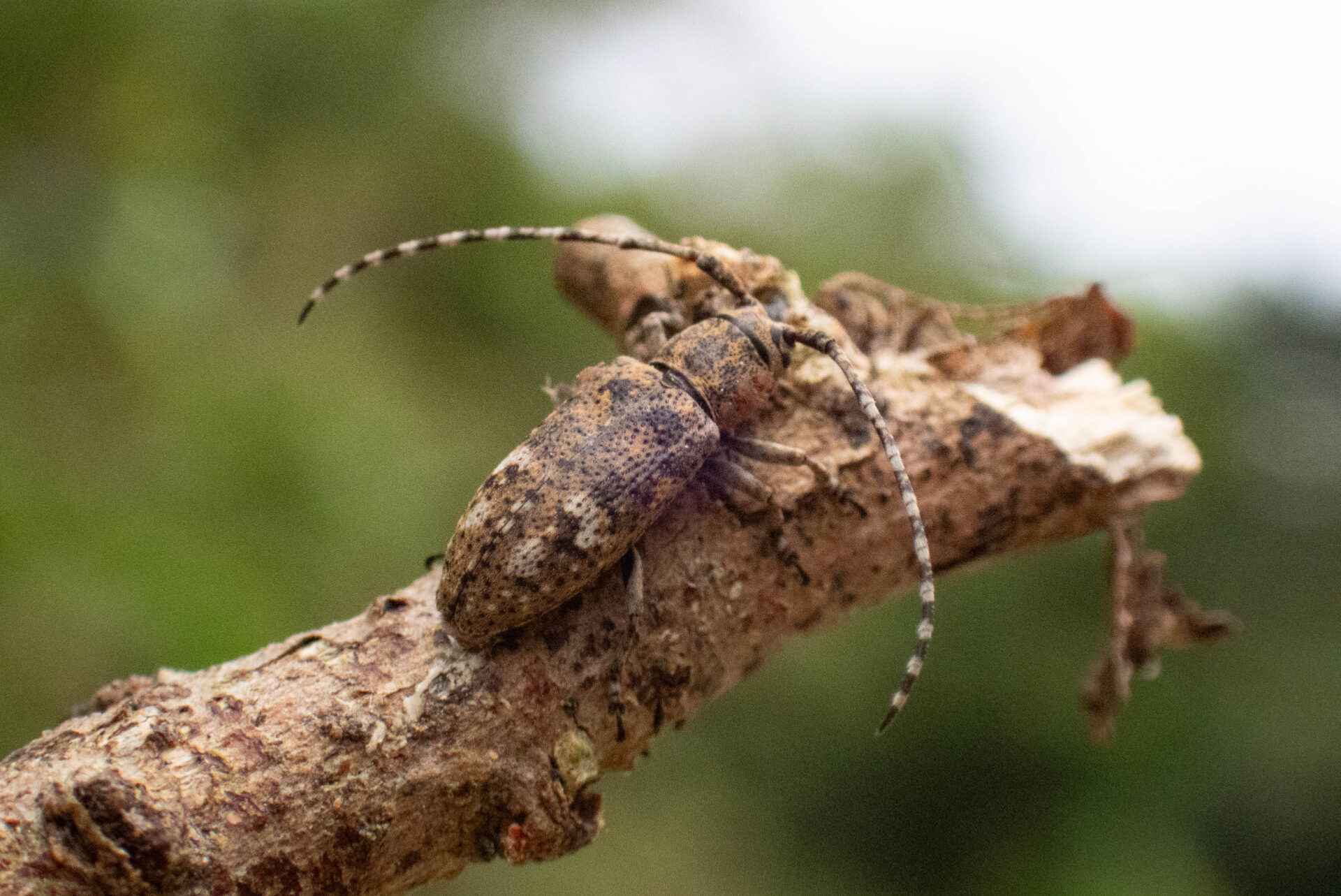 フォトギャラリー：フタホシサビカミキリ - (3)