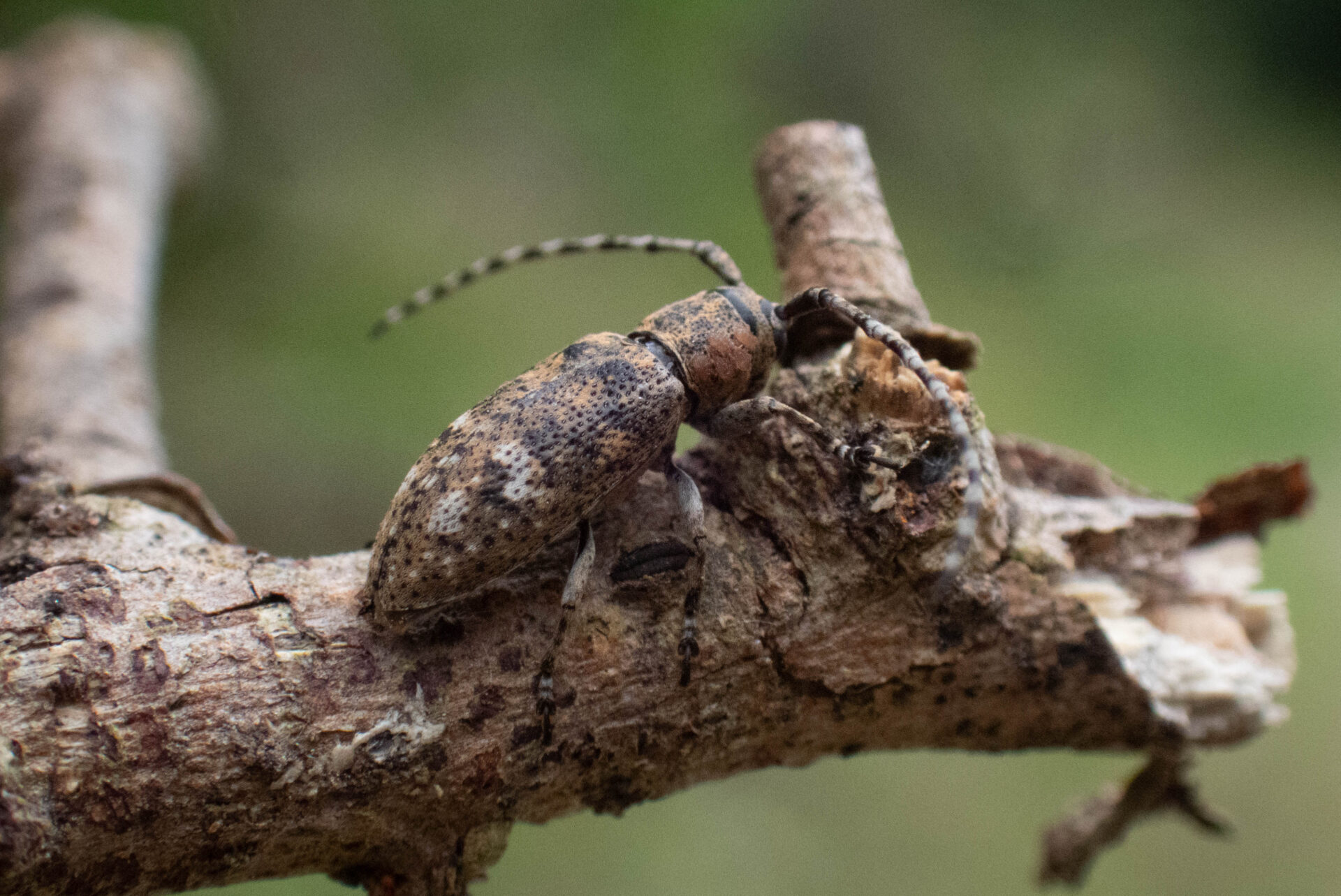 フォトギャラリー：フタホシサビカミキリ - (4)