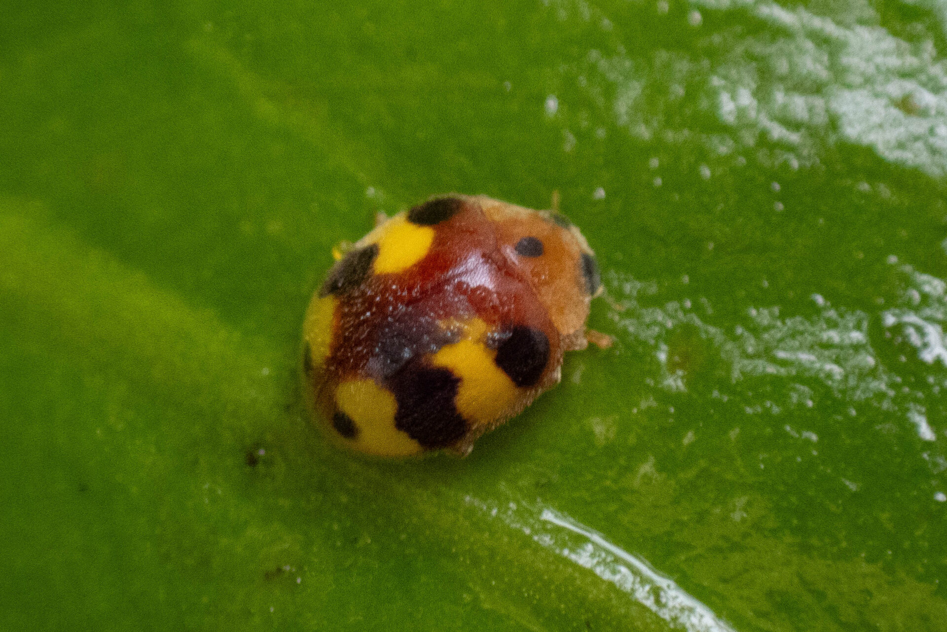 フォトギャラリー：アミダテントウ - (3)