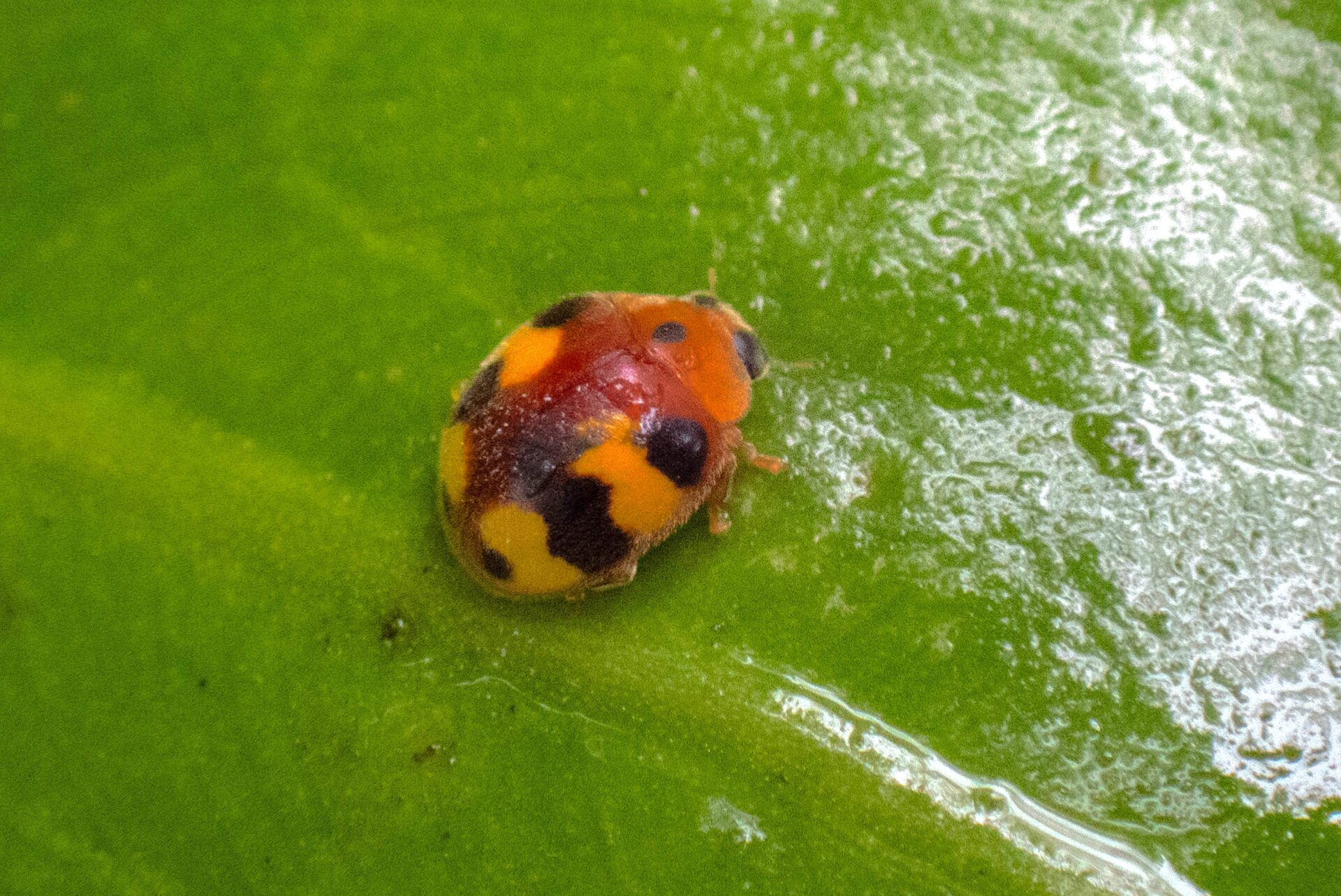 フォトギャラリー：アミダテントウ