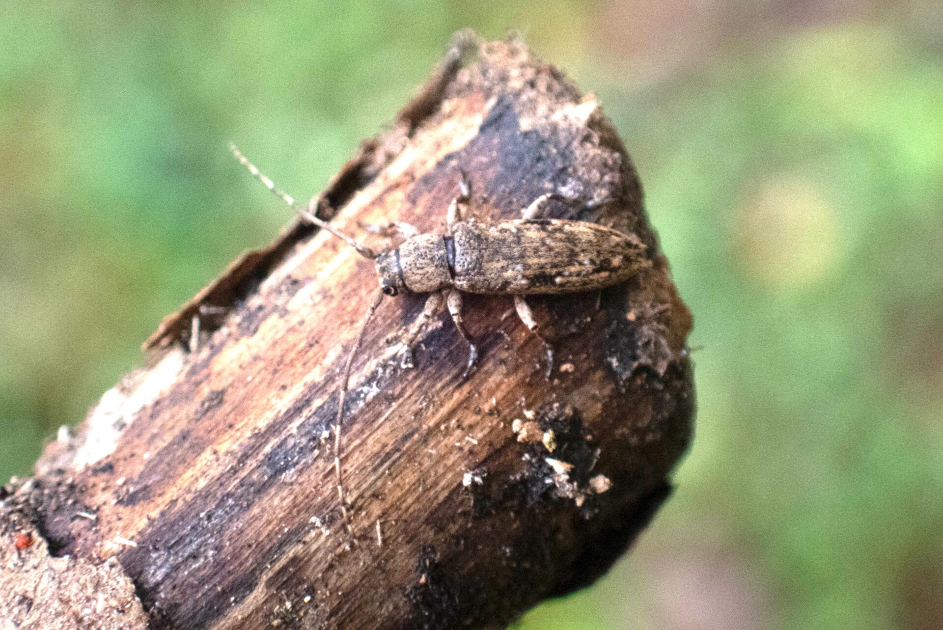 フォトギャラリー：アヤモンチビカミキリ